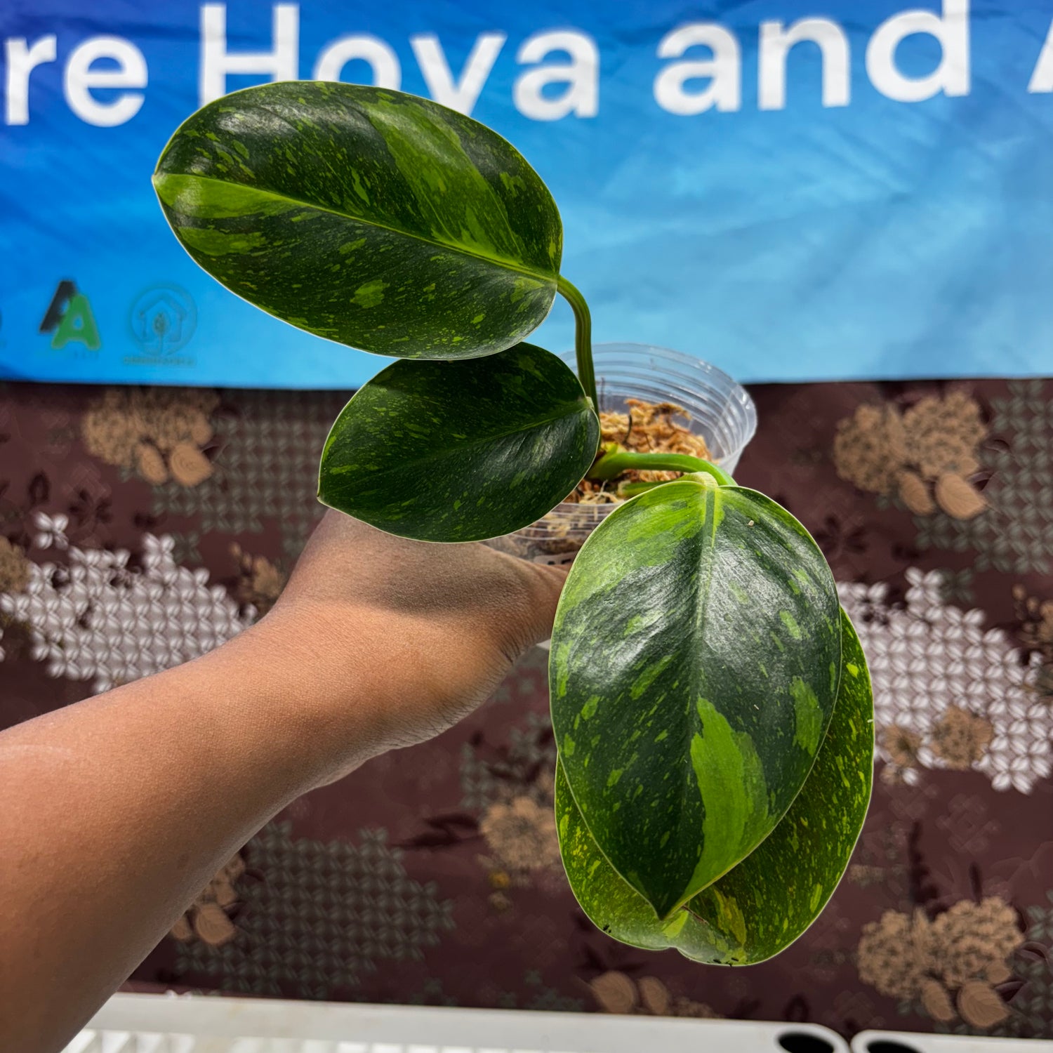 A508 Philodendron Green Congo Marble