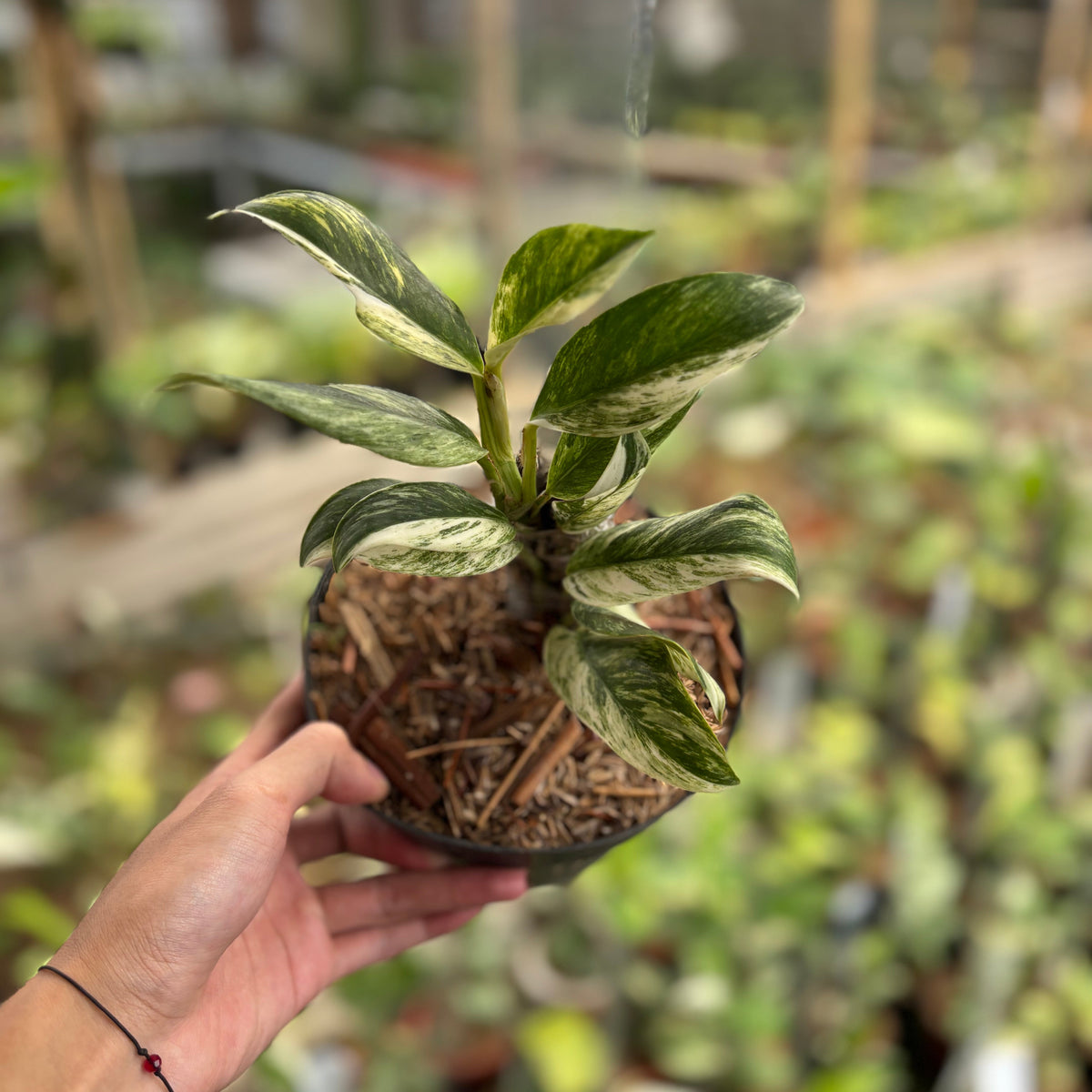 Rhaphidophora Elliptifolia Variegated