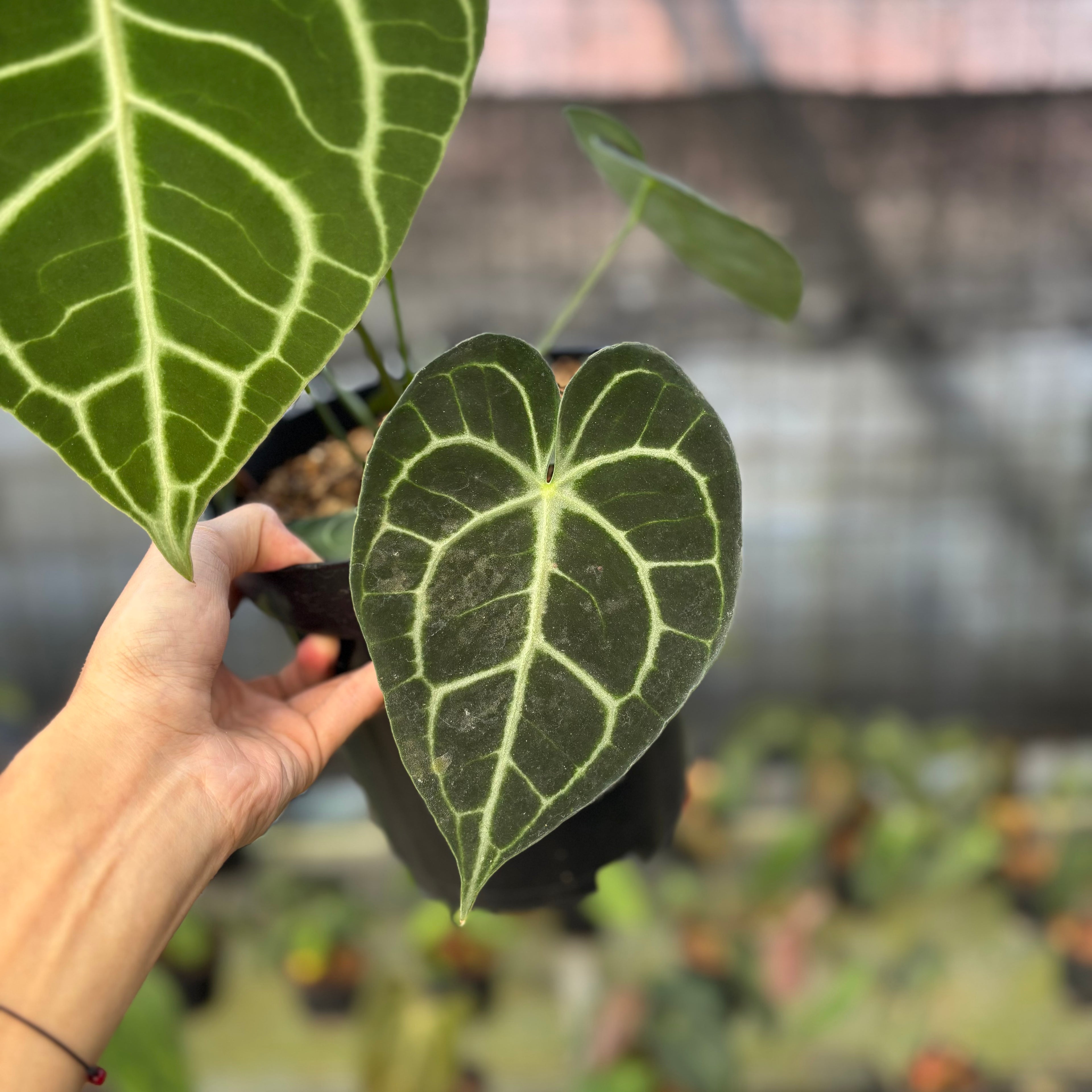 RP15-9 Anthurium Clarinervium Medium Size