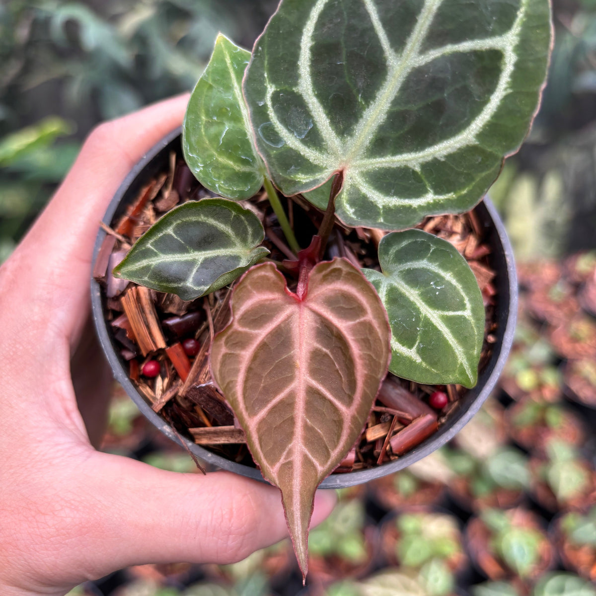 Anthurium Red Crystallinum (HU) 01 x Red Tiger