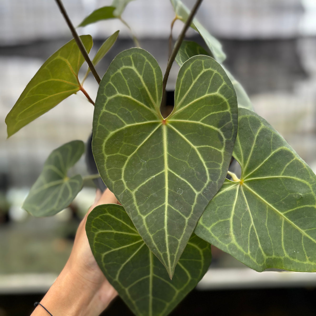RP5-10 Anthurium Clarinervium Hybrid