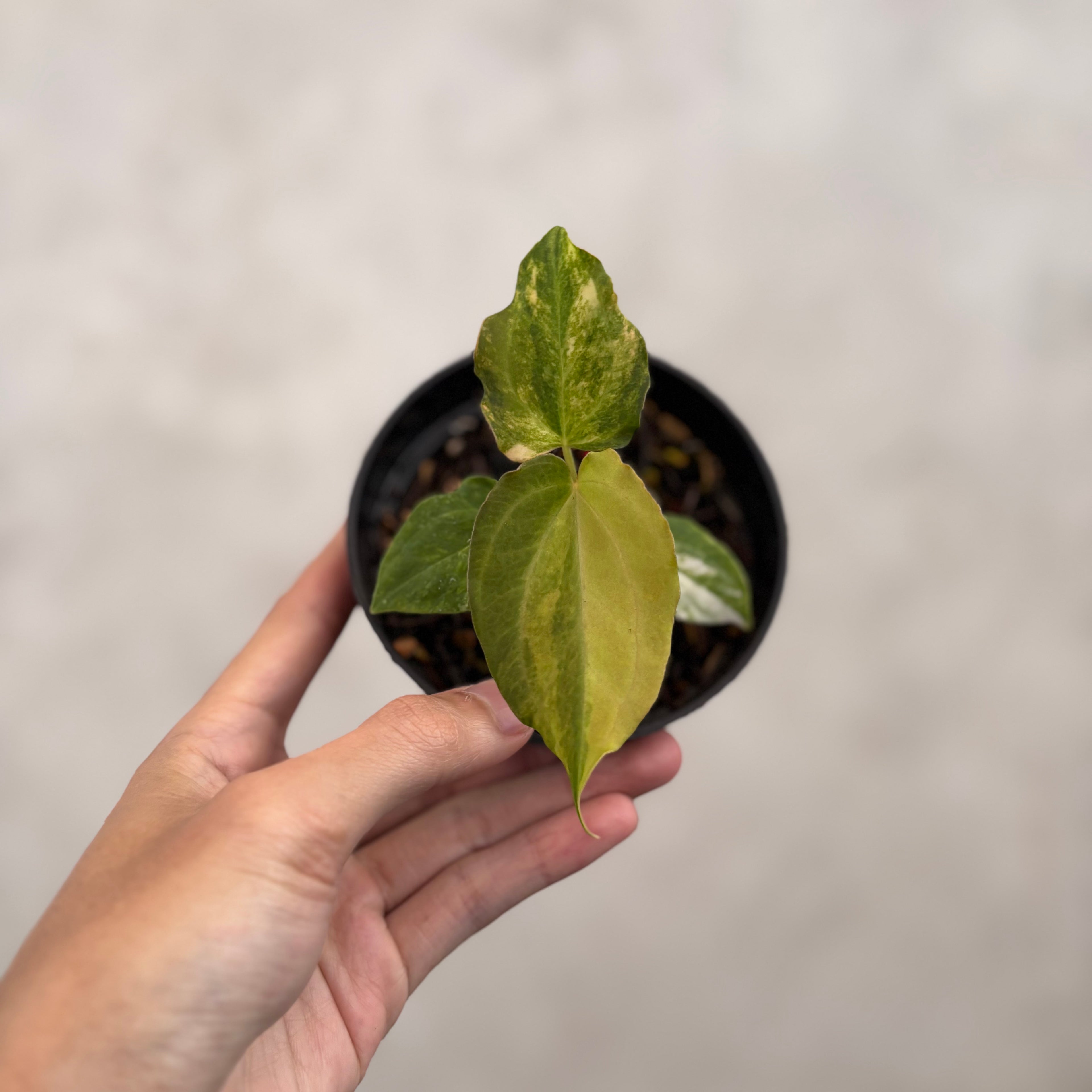 Anthurium Golden Sunrise x AOS Tezula x papilillaminum ORYN Variegated