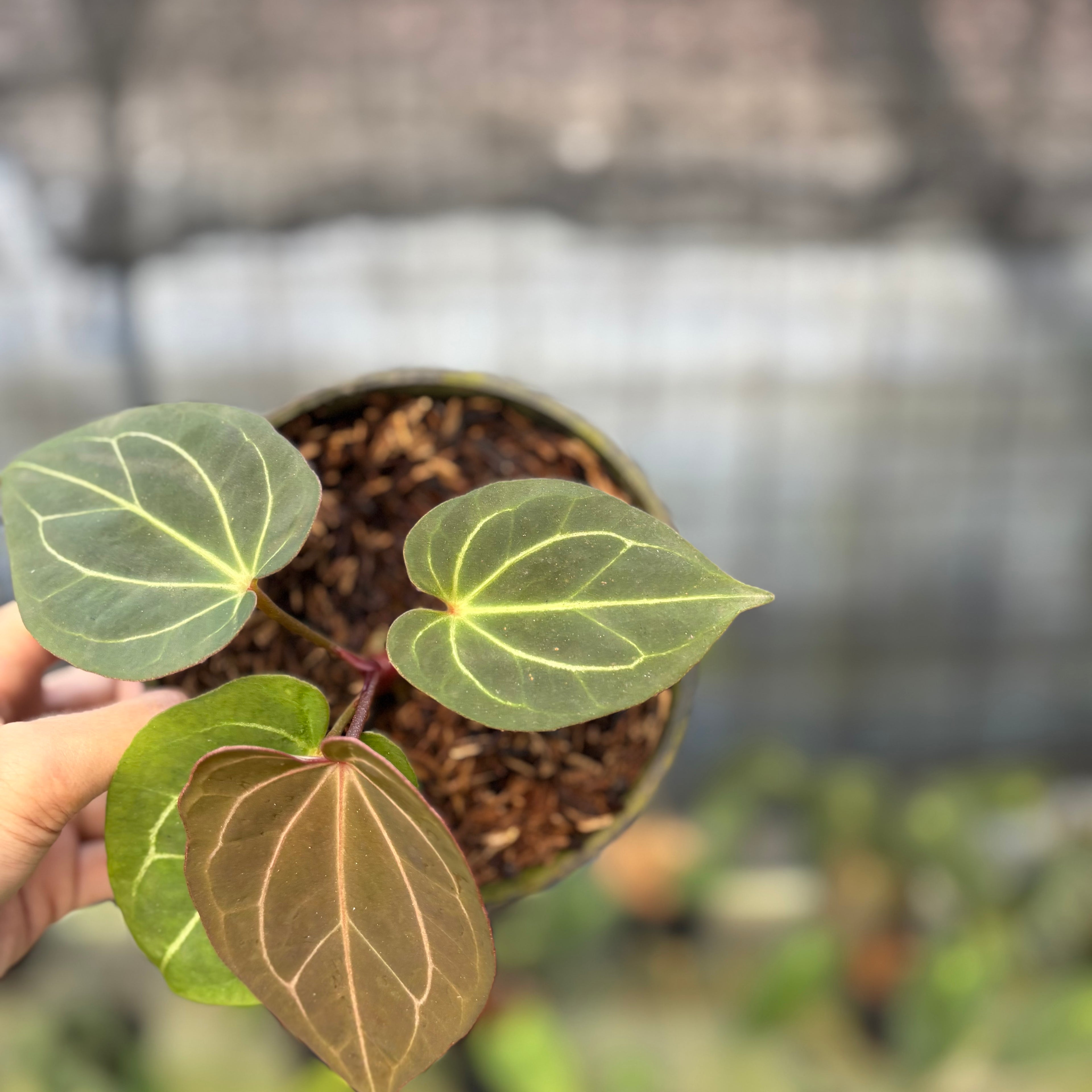 RP5-9 Anthurium King Of Spades