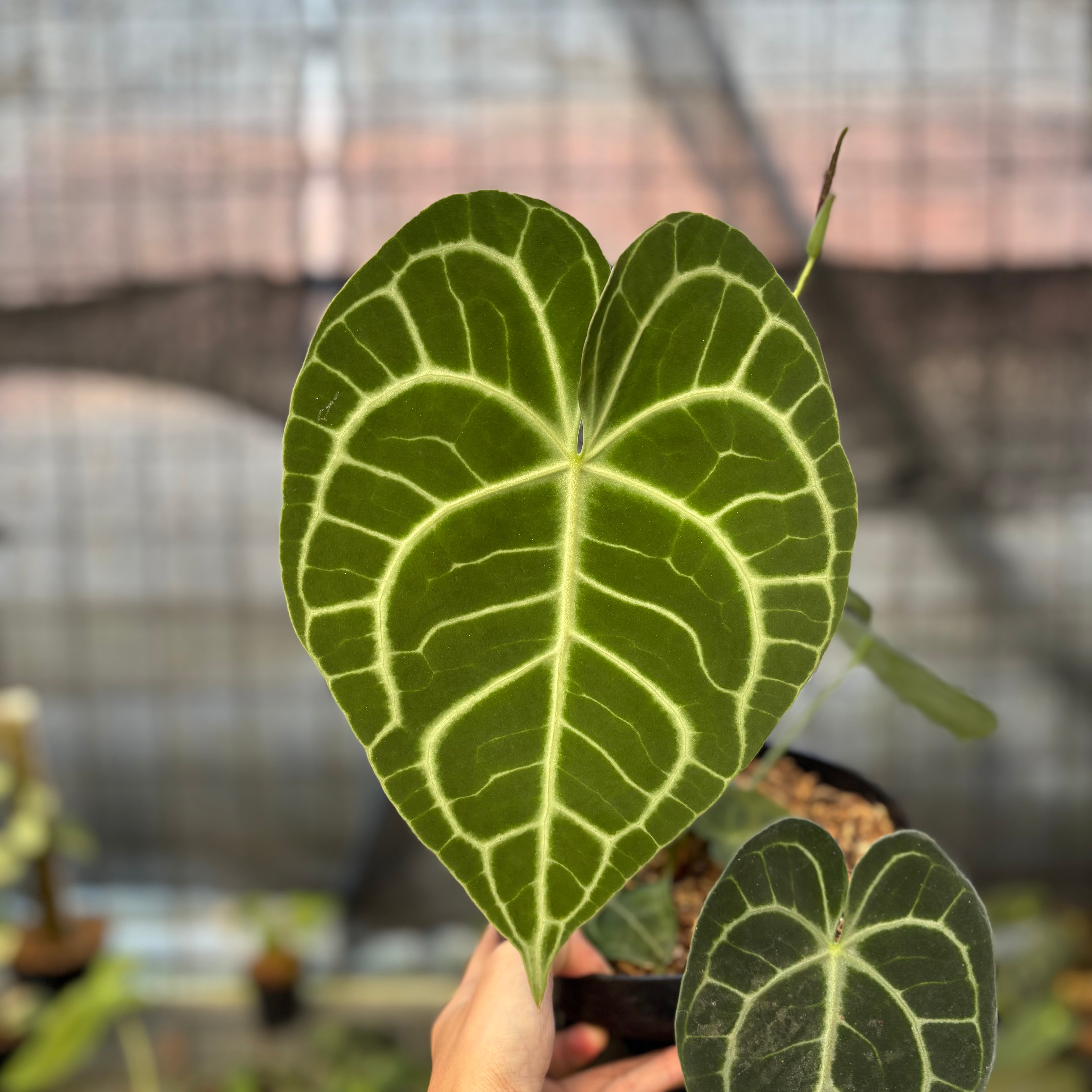 RP15-9 Anthurium Clarinervium Medium Size