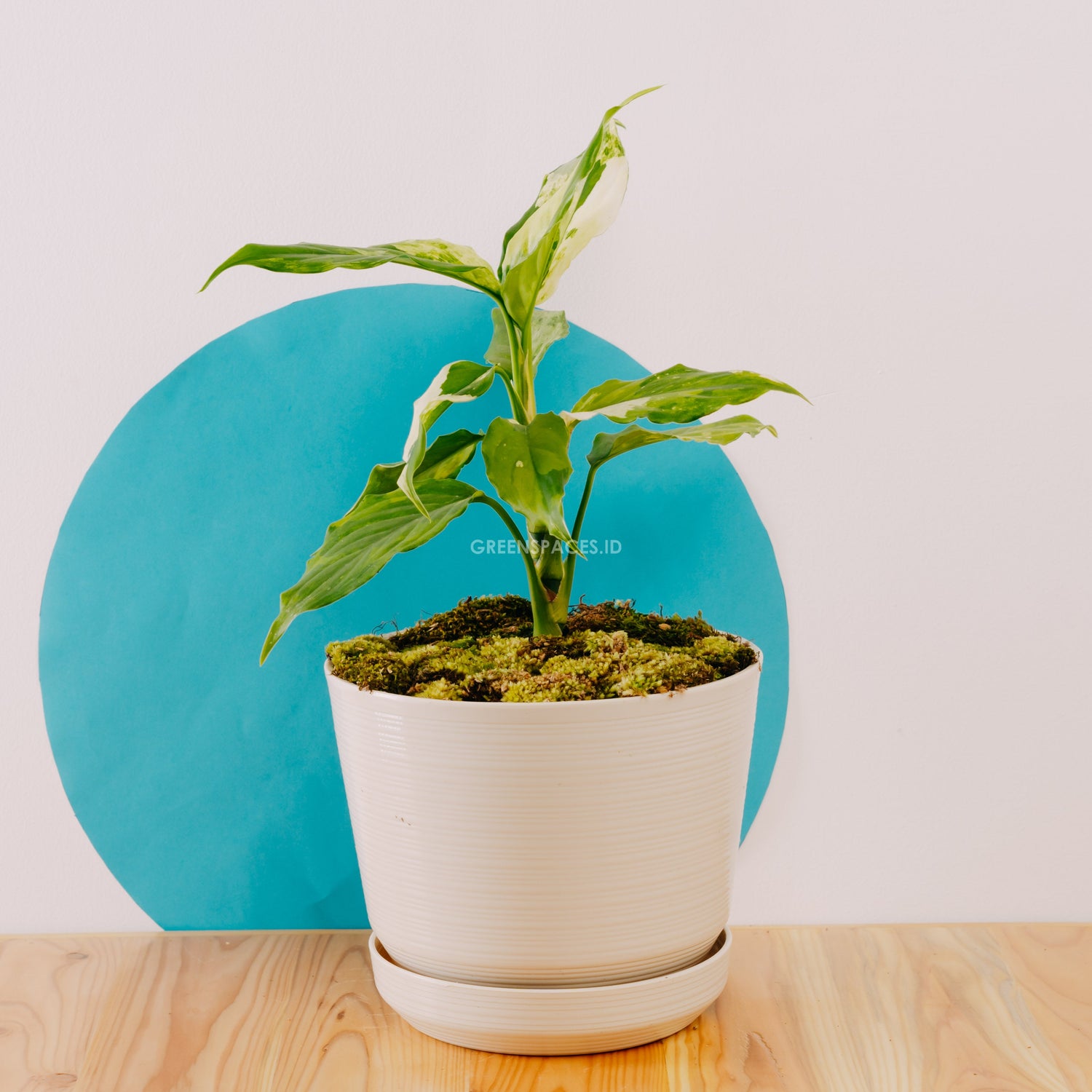 🎁 Aglaonema Modestum Variegated (100% off)