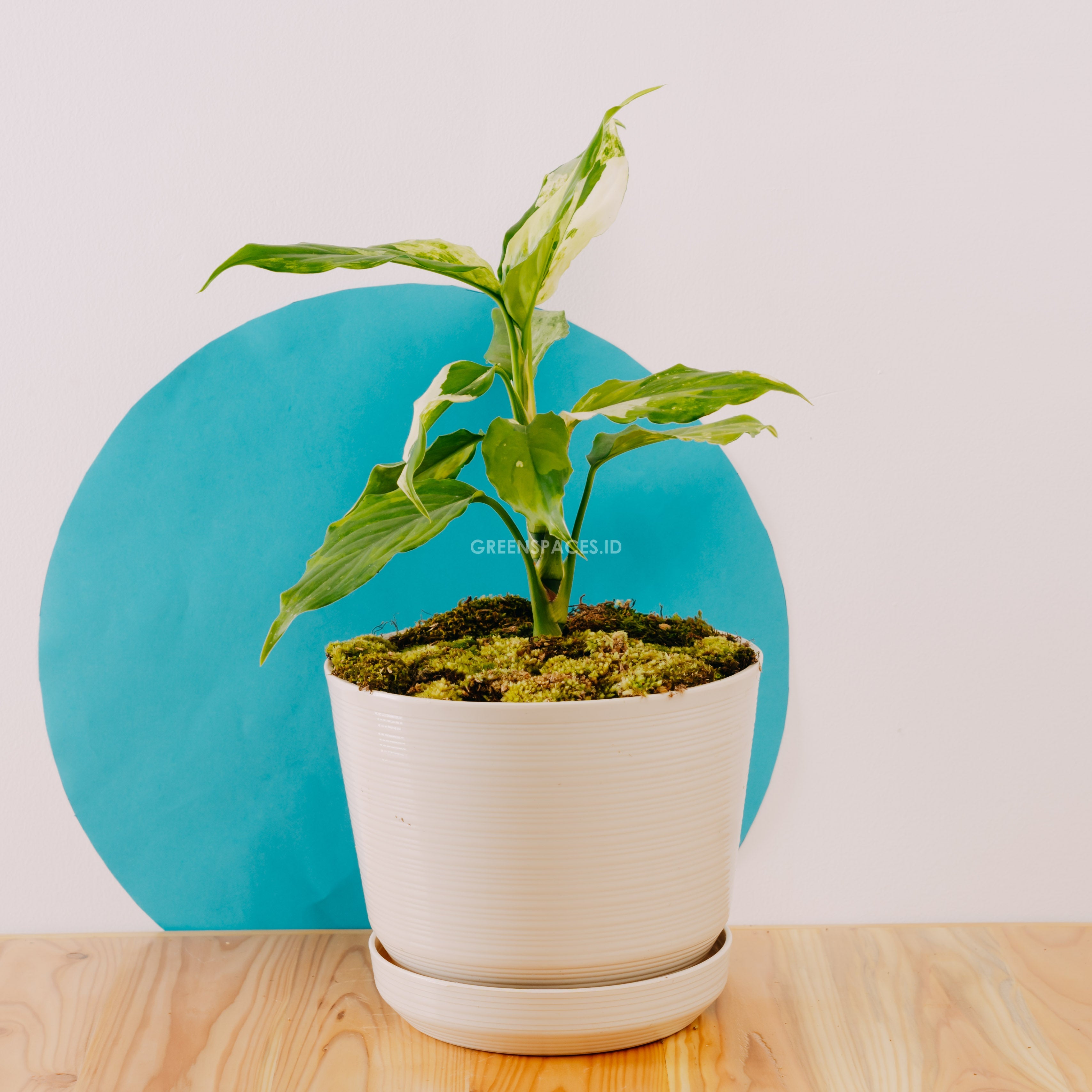 π Aglaonema Modestum Variegated (100% off)