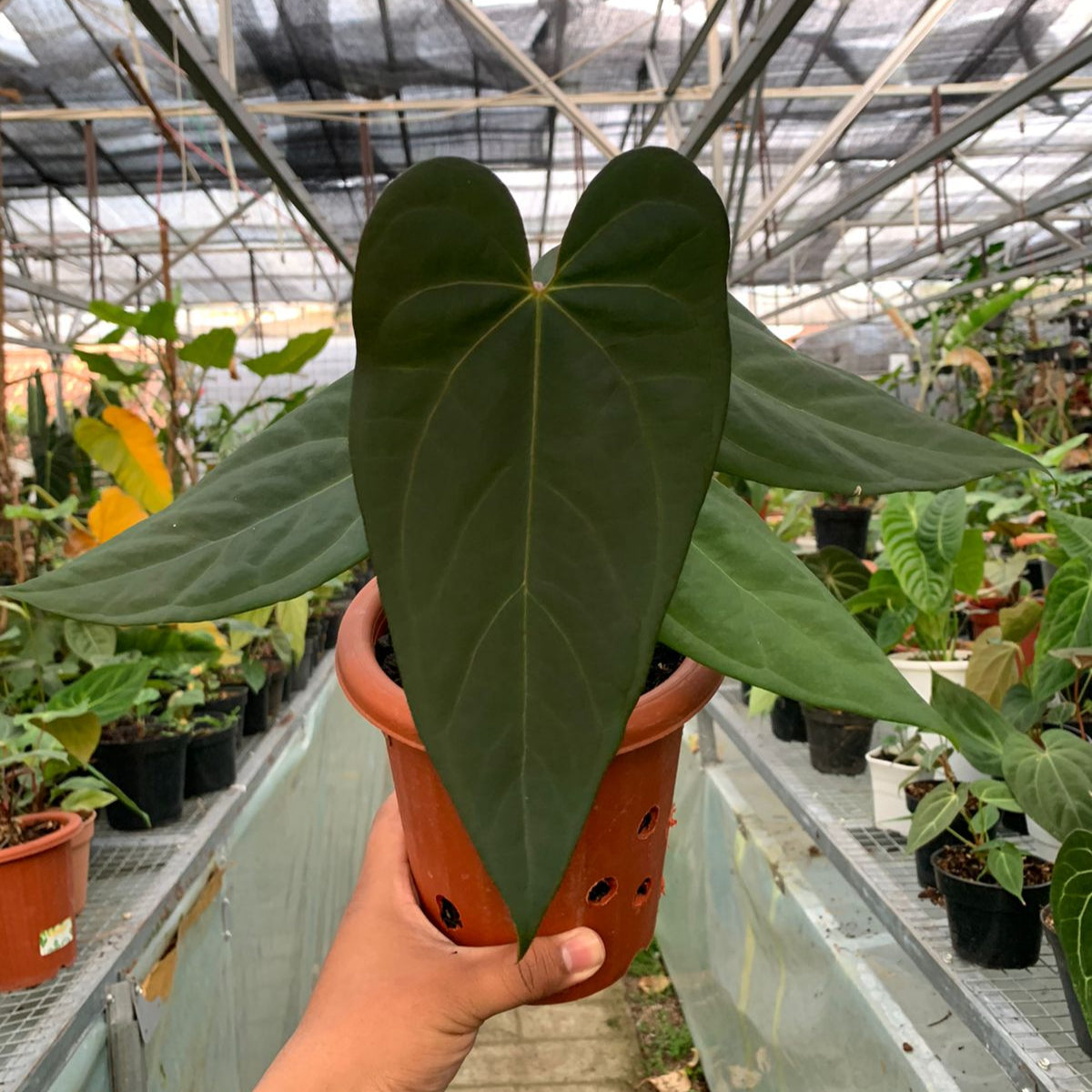 anthurium blue Anthurium Blue Hamizan x Renaisanse – Greenspaces.id