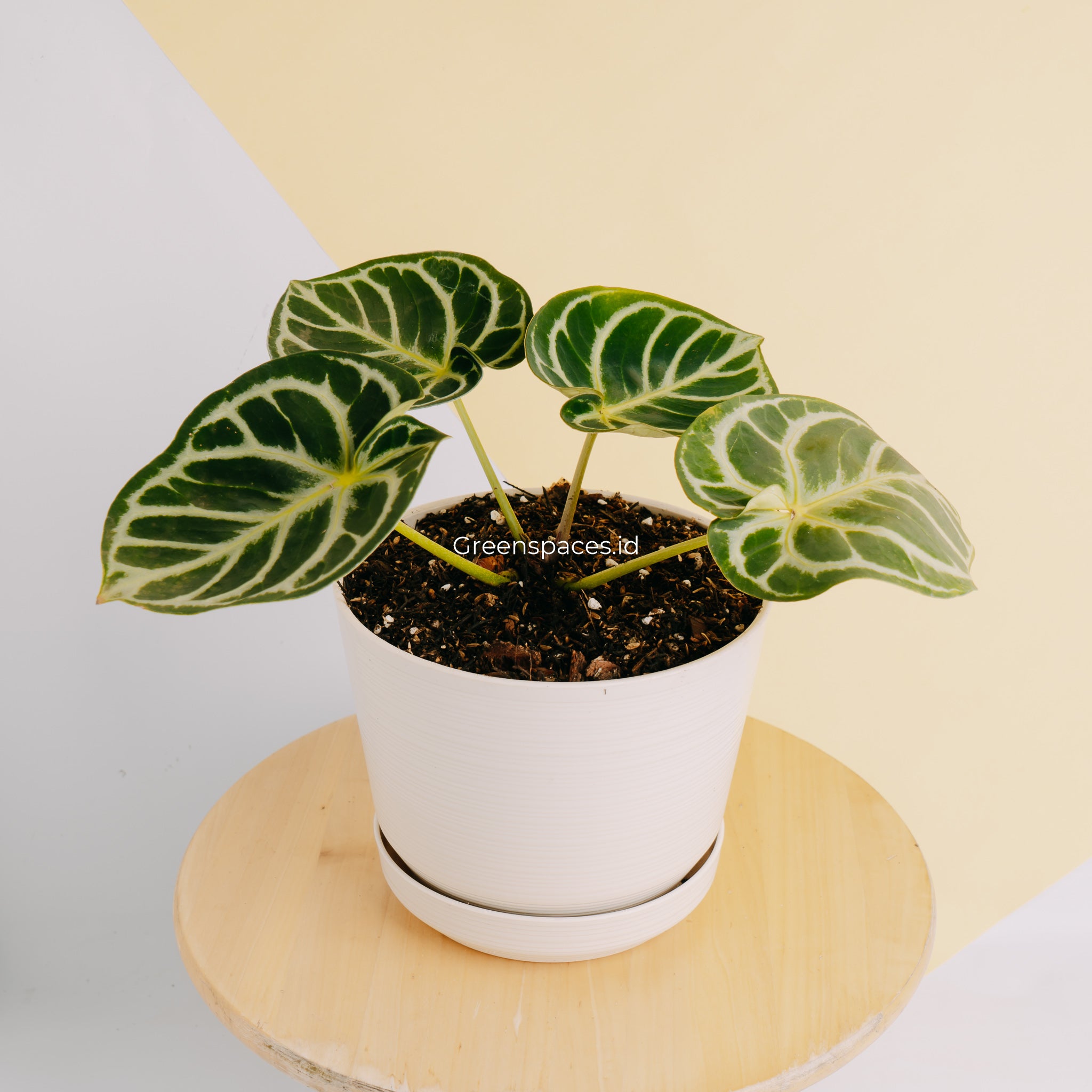 Anthurium Dorayaki