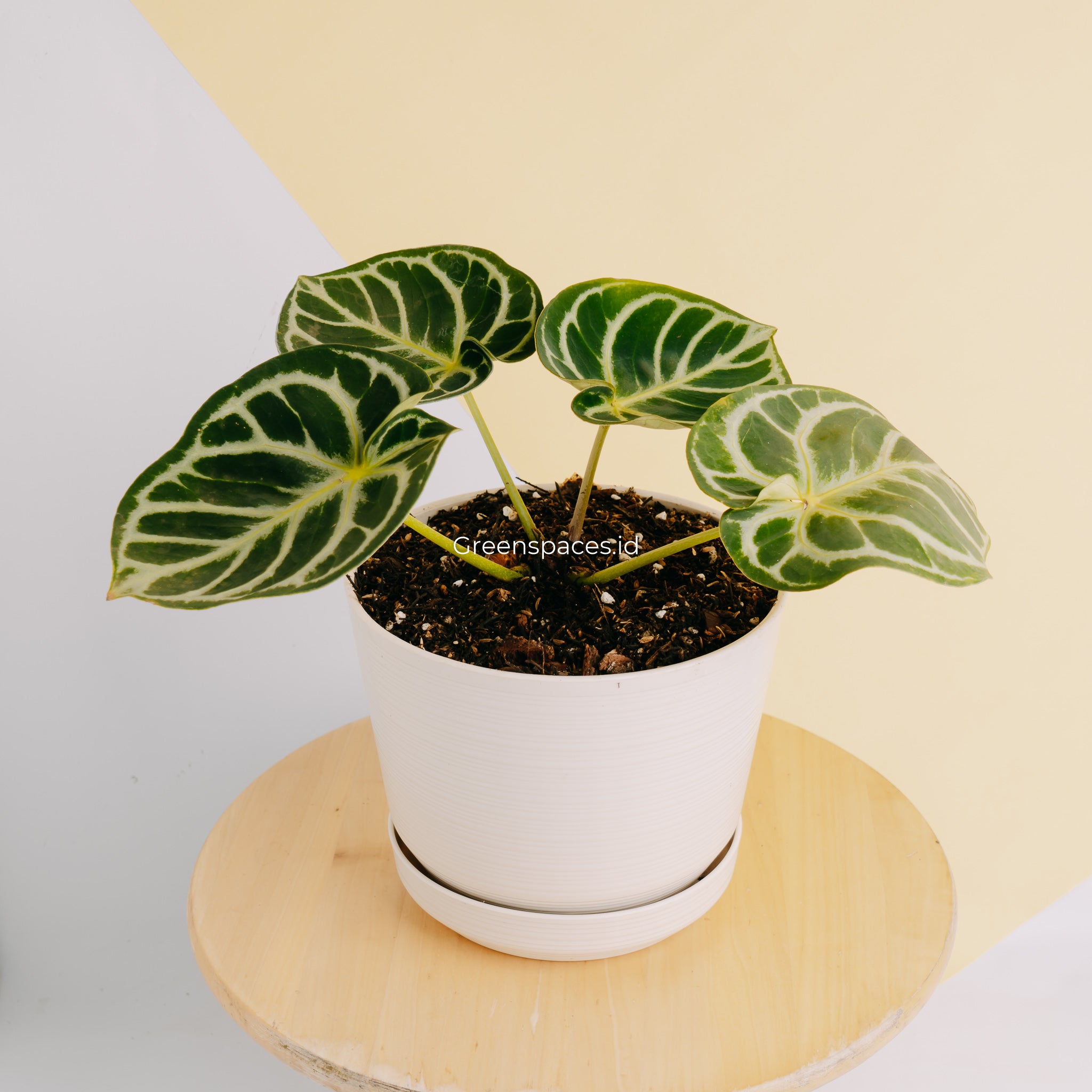 Anthurium Dorayaki