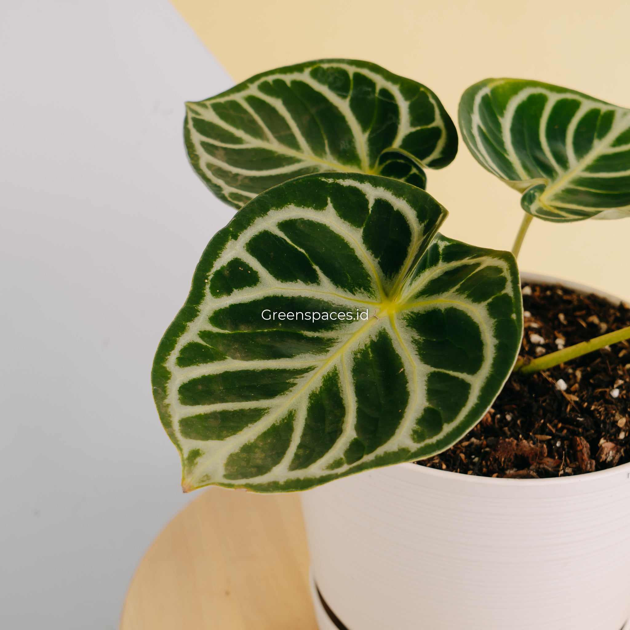 Anthurium Dorayaki