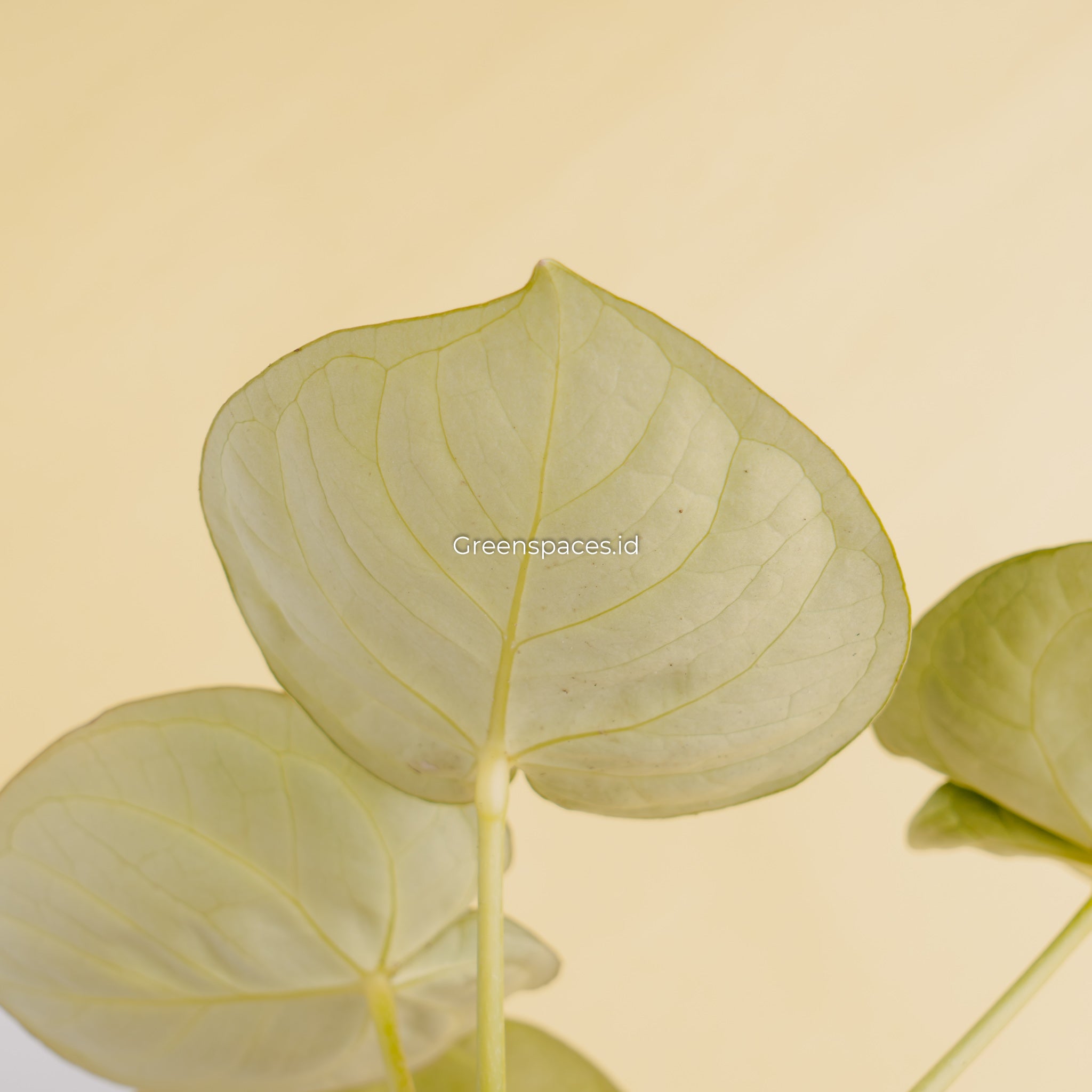 Anthurium Dorayaki