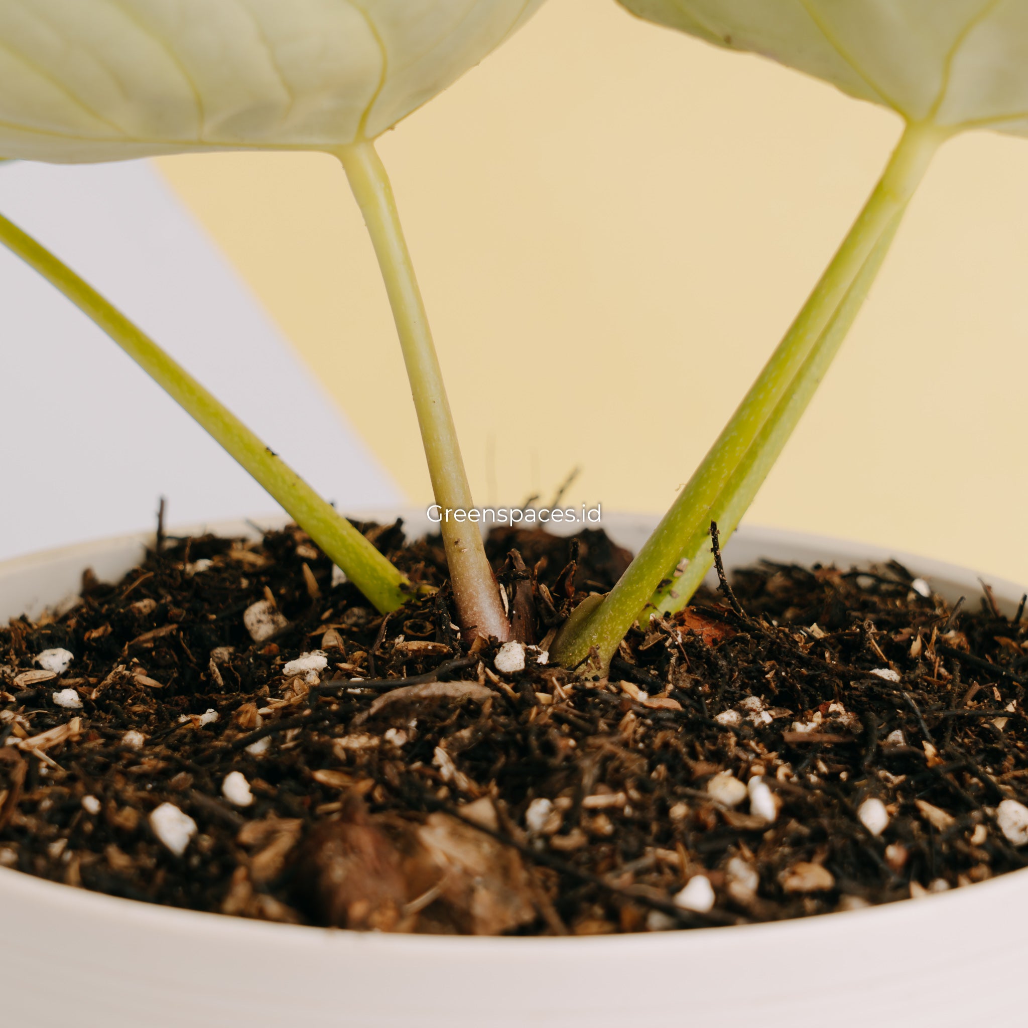 Anthurium Dorayaki