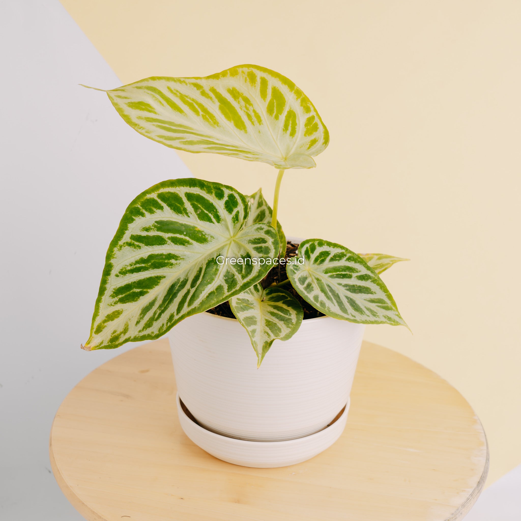 anthurium silver hope Anthurium Silver Hope