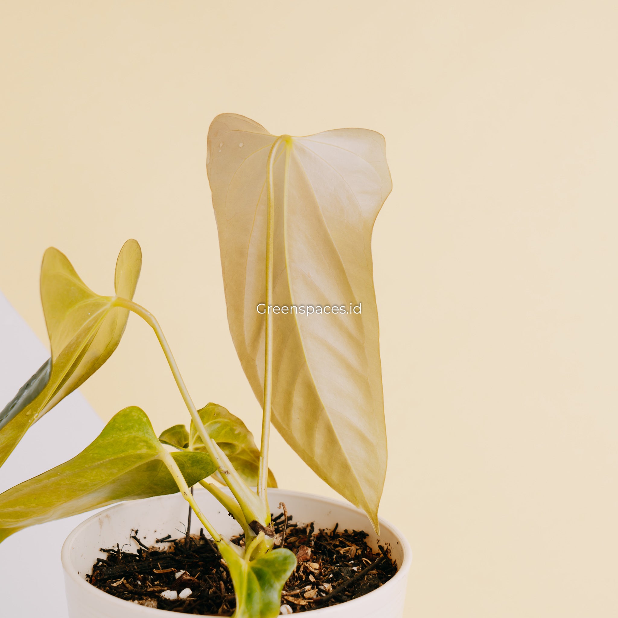 Anthurium Portillae Indonesia Type