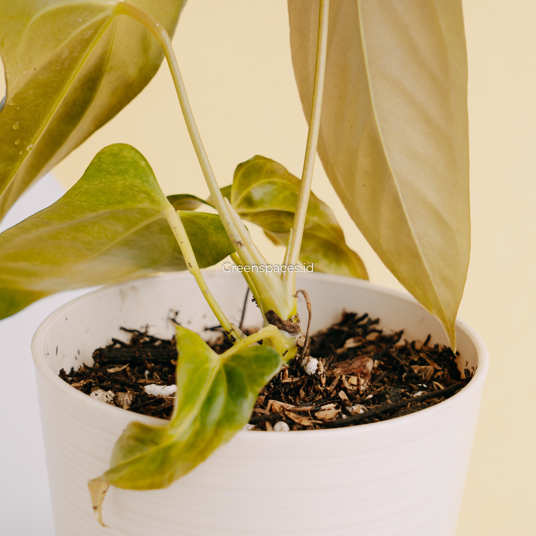 Anthurium Portillae Indonesia Type