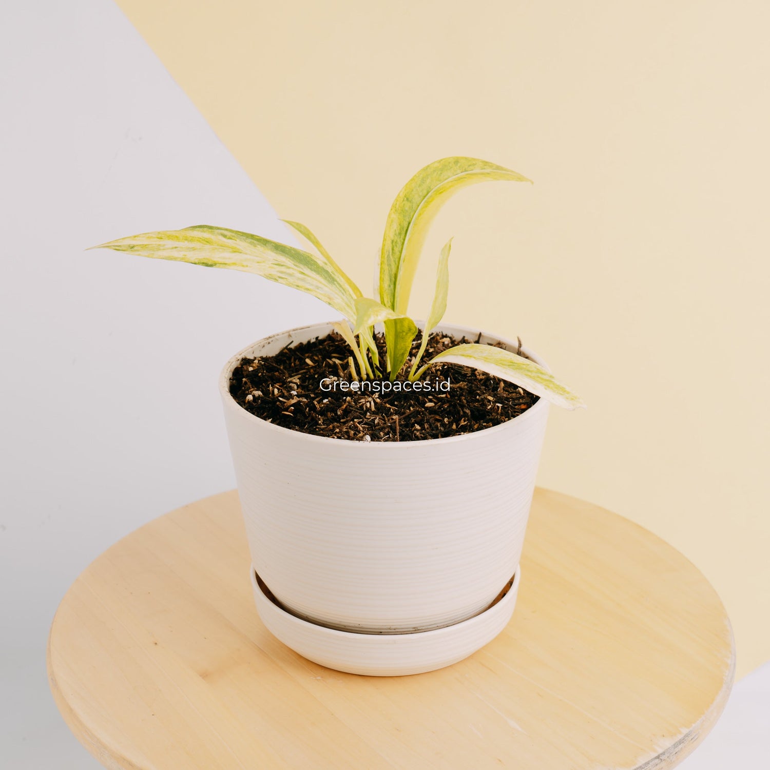 🎁 Anthurium vittarifolium variegated (100% off)