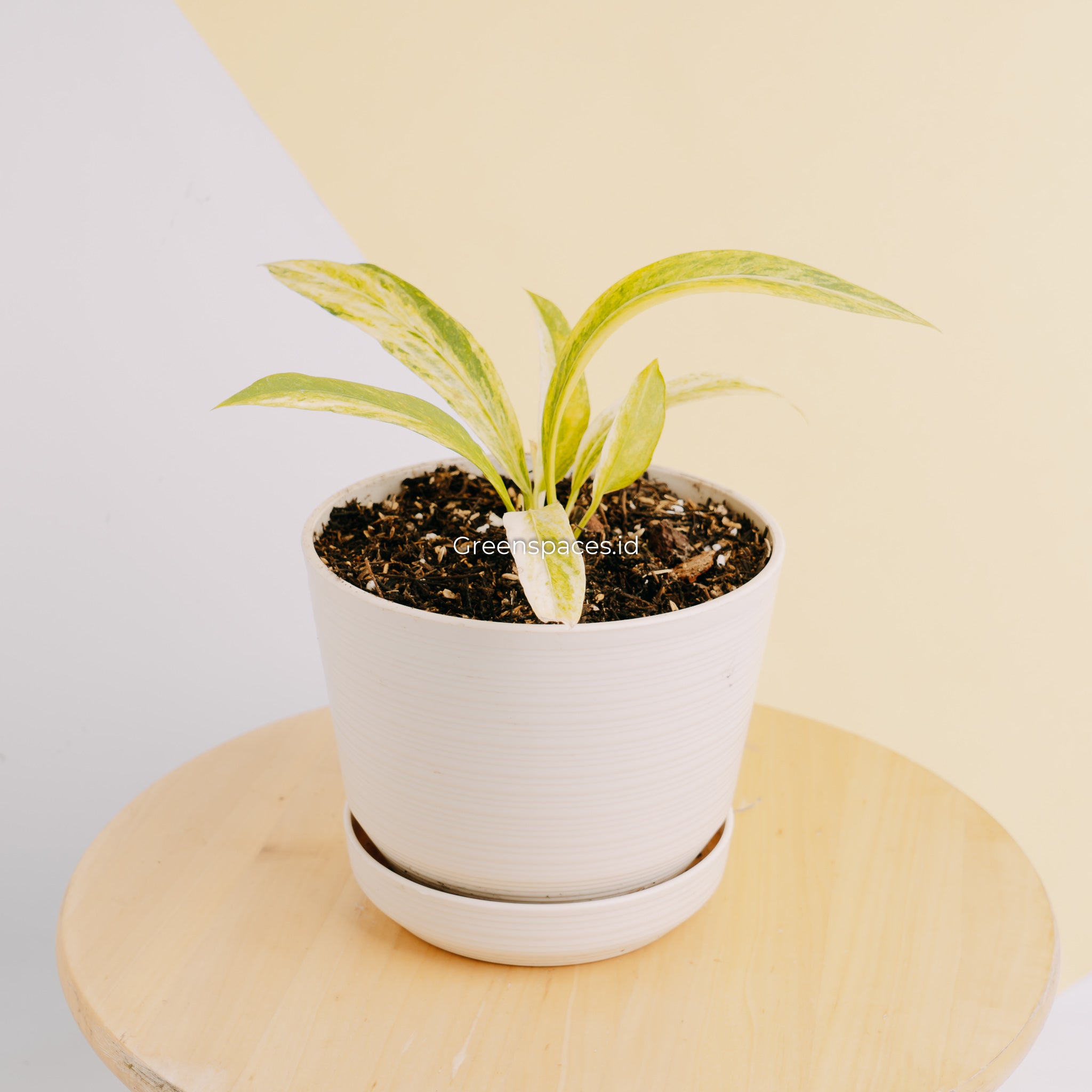 Anthurium vittarifolium variegated