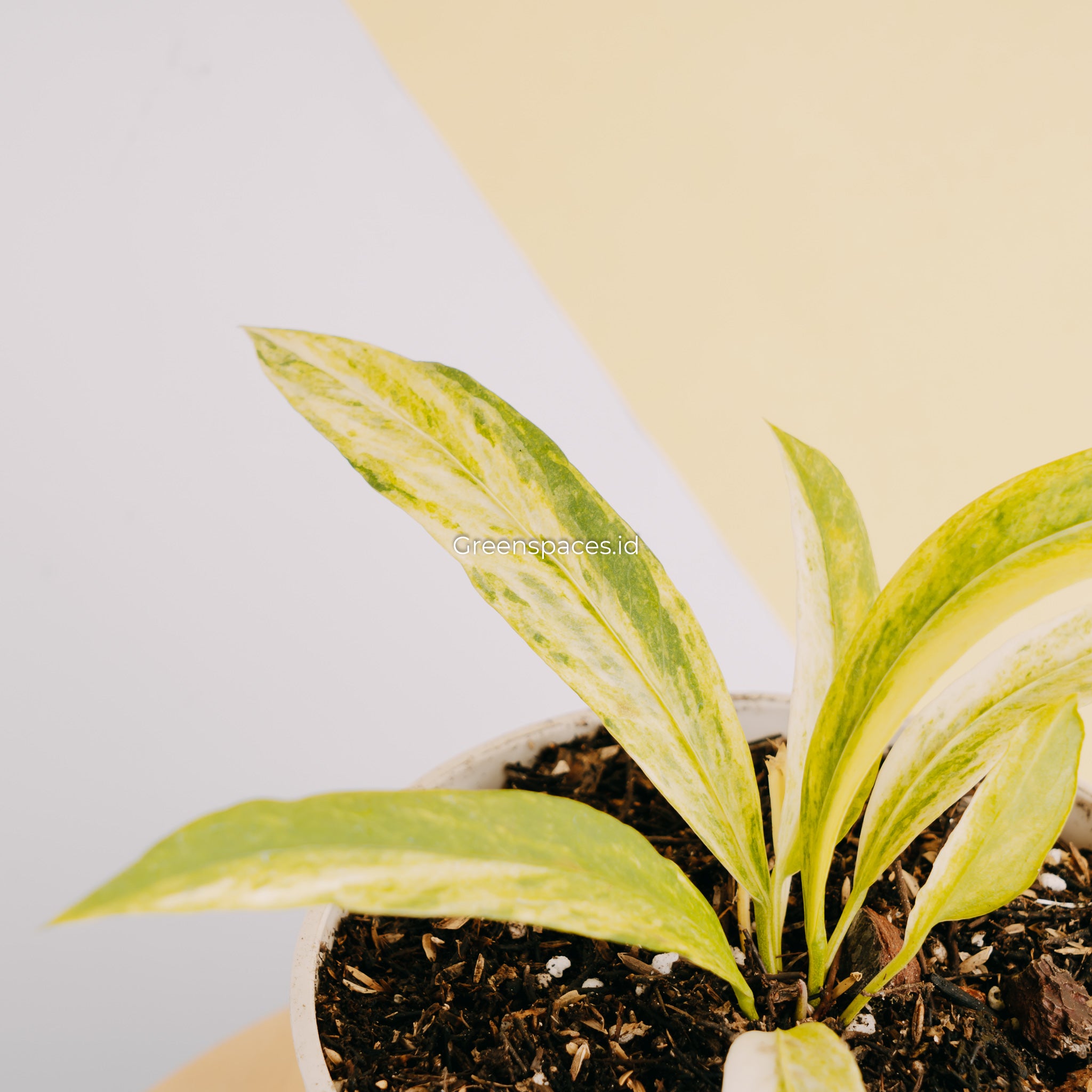 Anthurium vittarifolium variegated