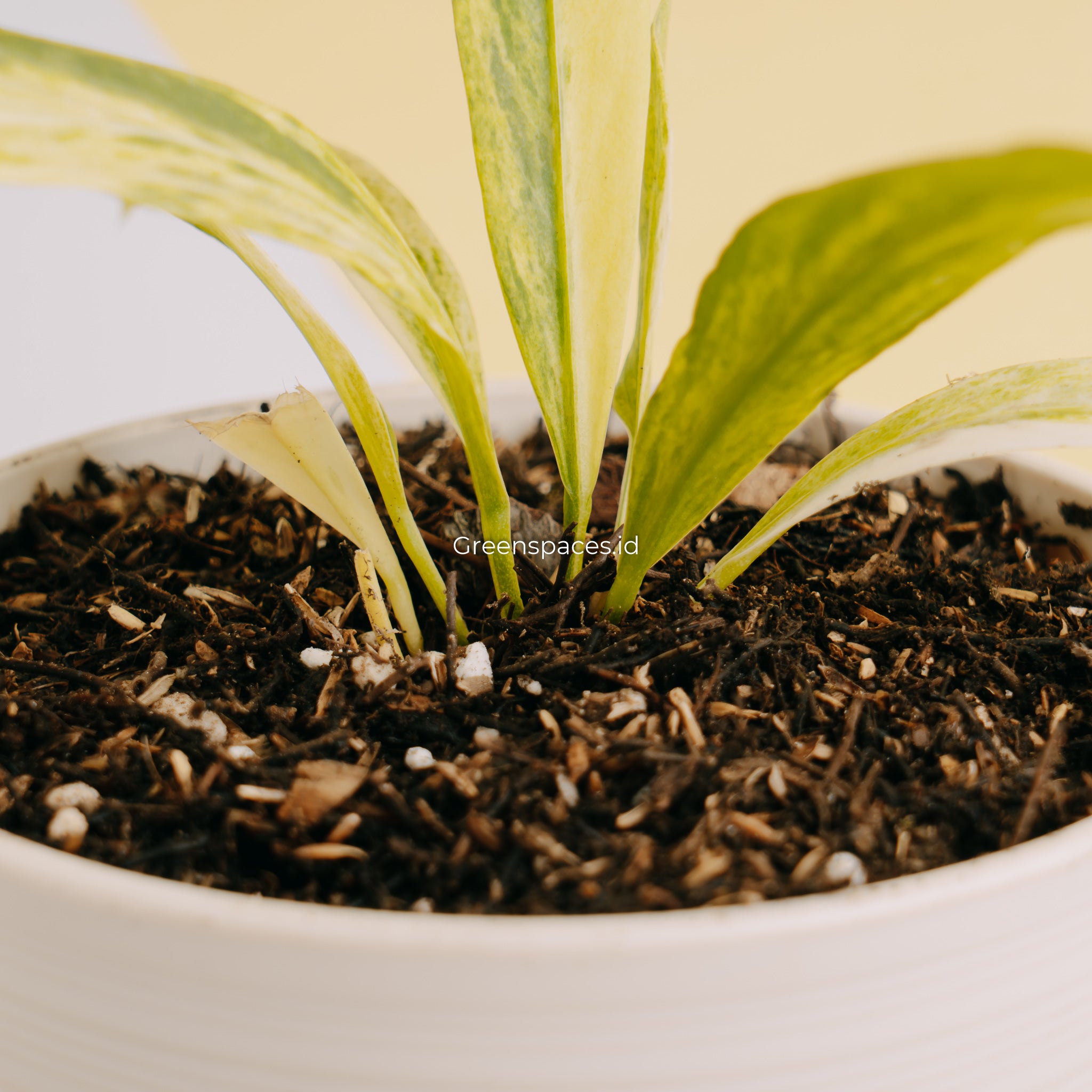 Anthurium vittarifolium variegated