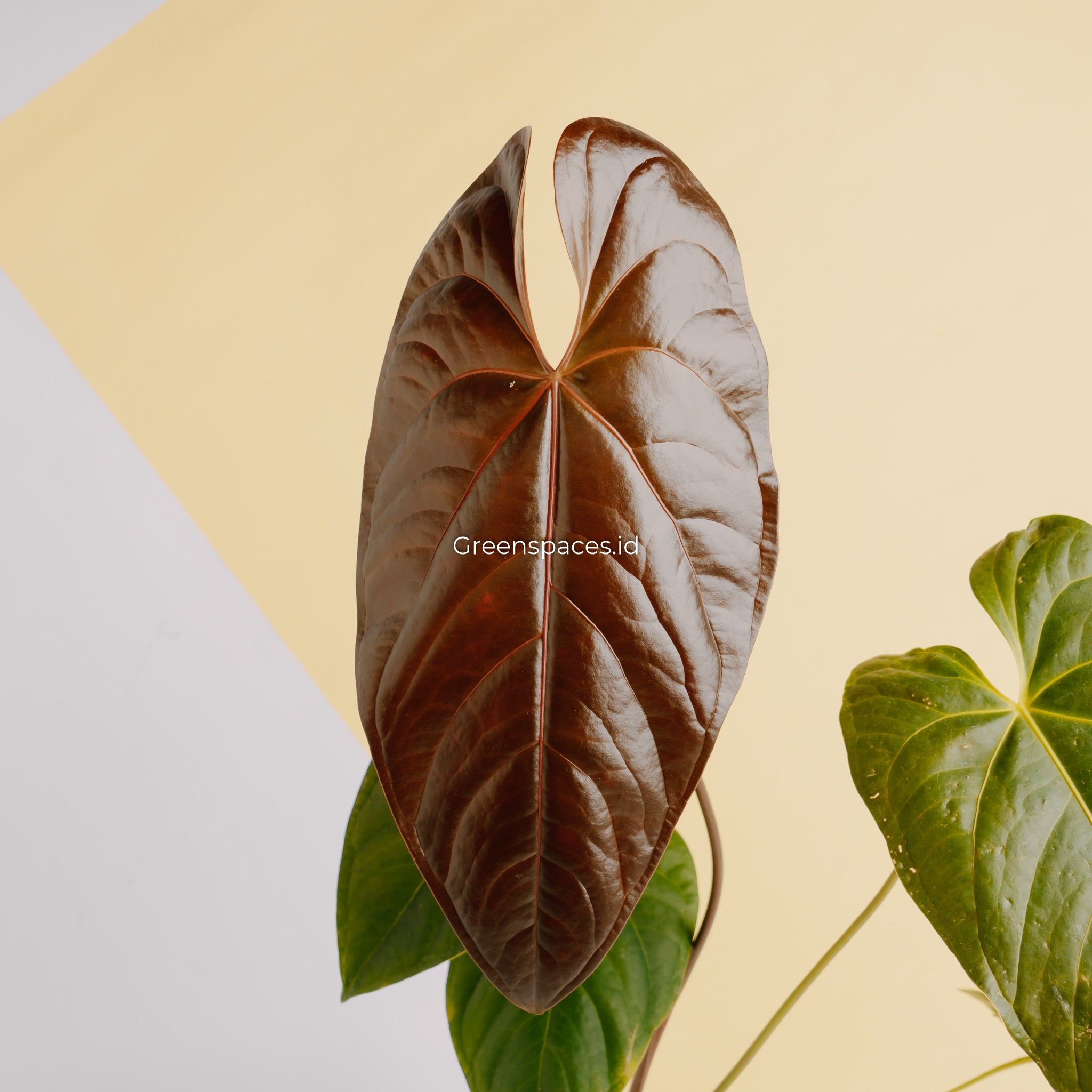 Anthurium Modeanum