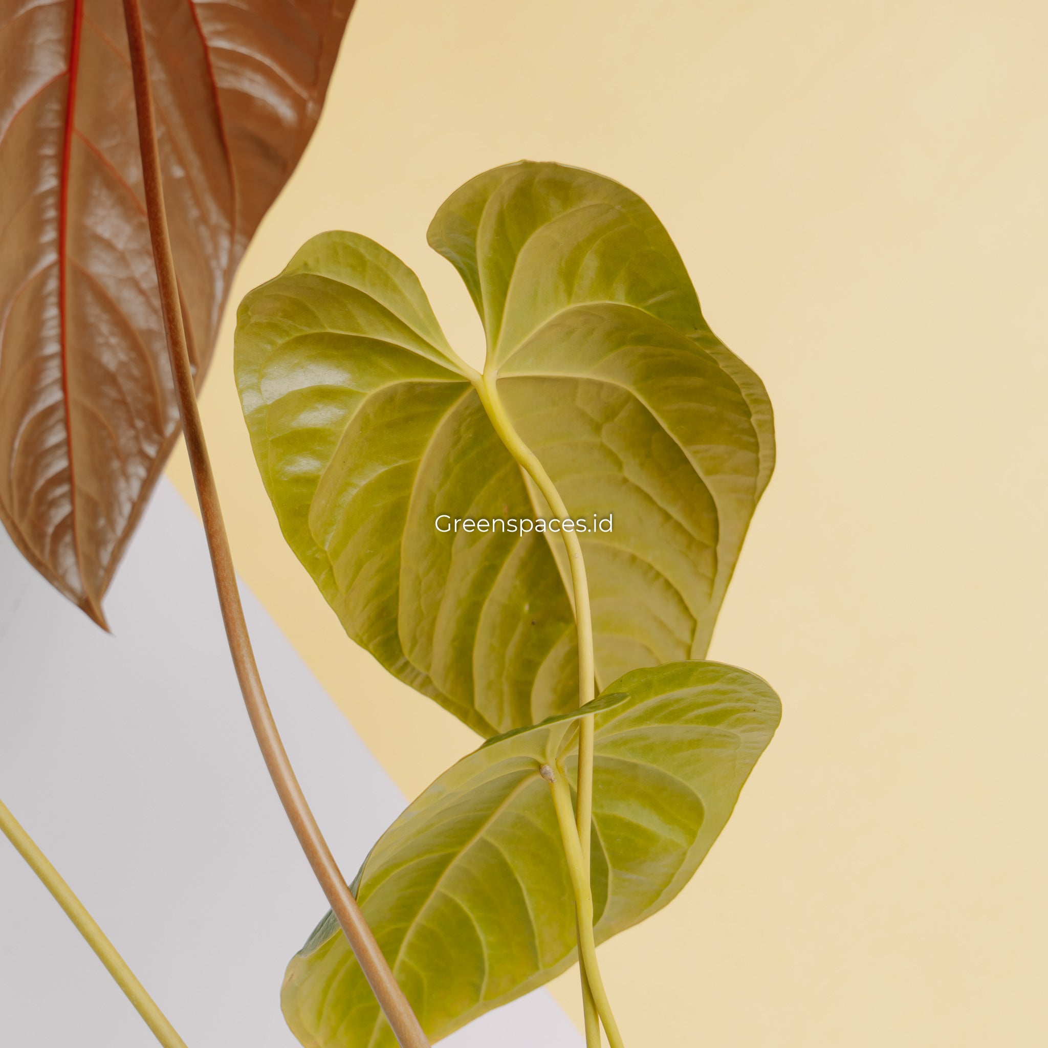 Anthurium Modeanum