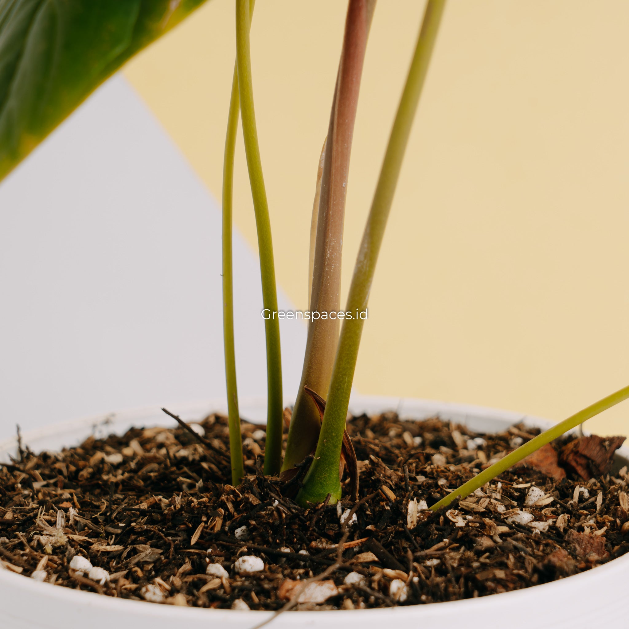 Anthurium Modeanum