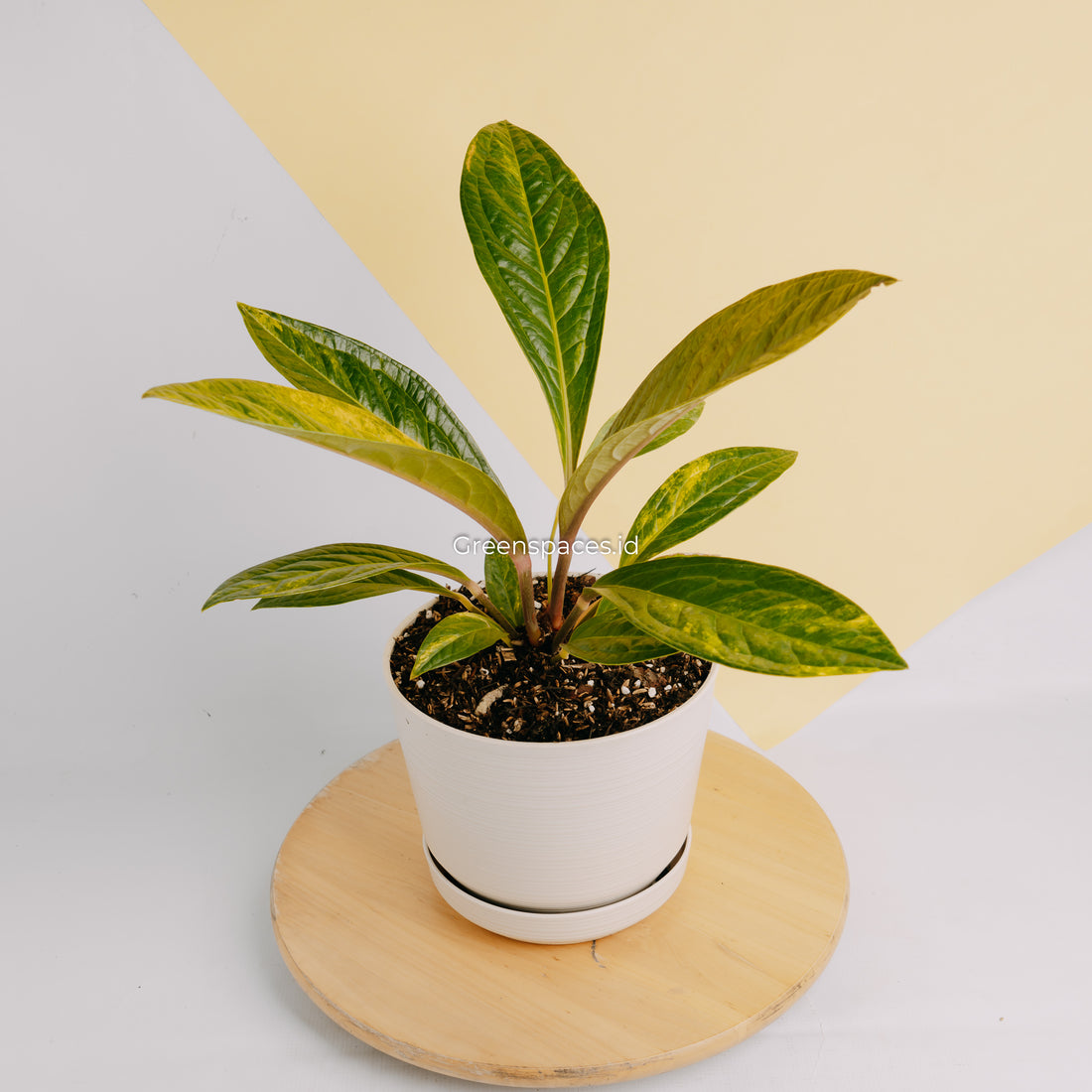 Anthurium jenmanii variegated