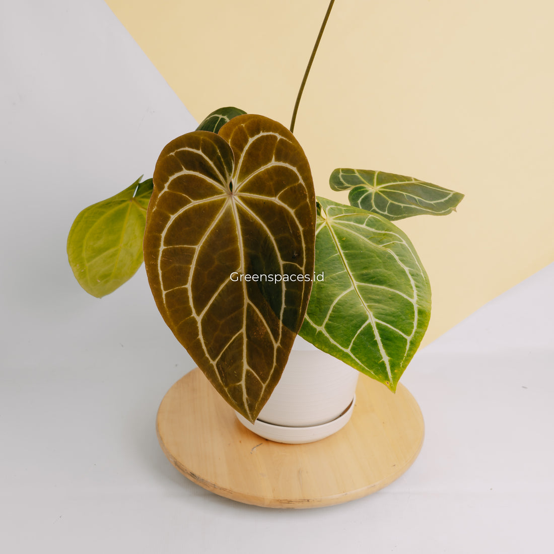 Anthurium Crystalinum Dark form