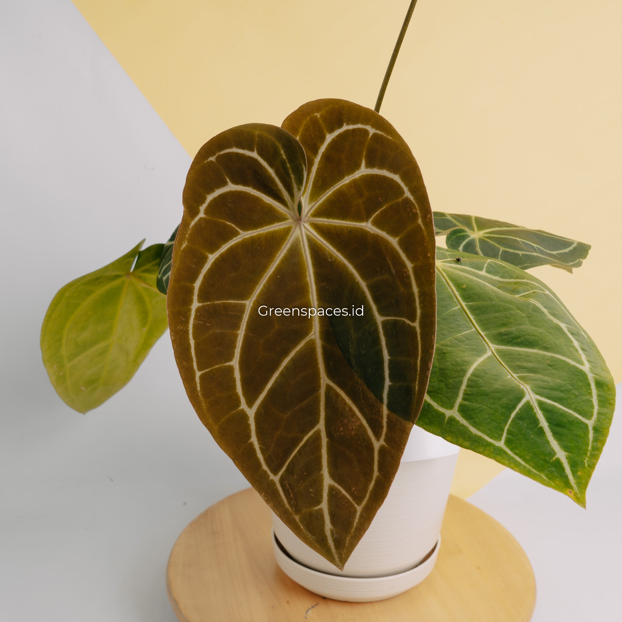 Anthurium Crystalinum Dark form