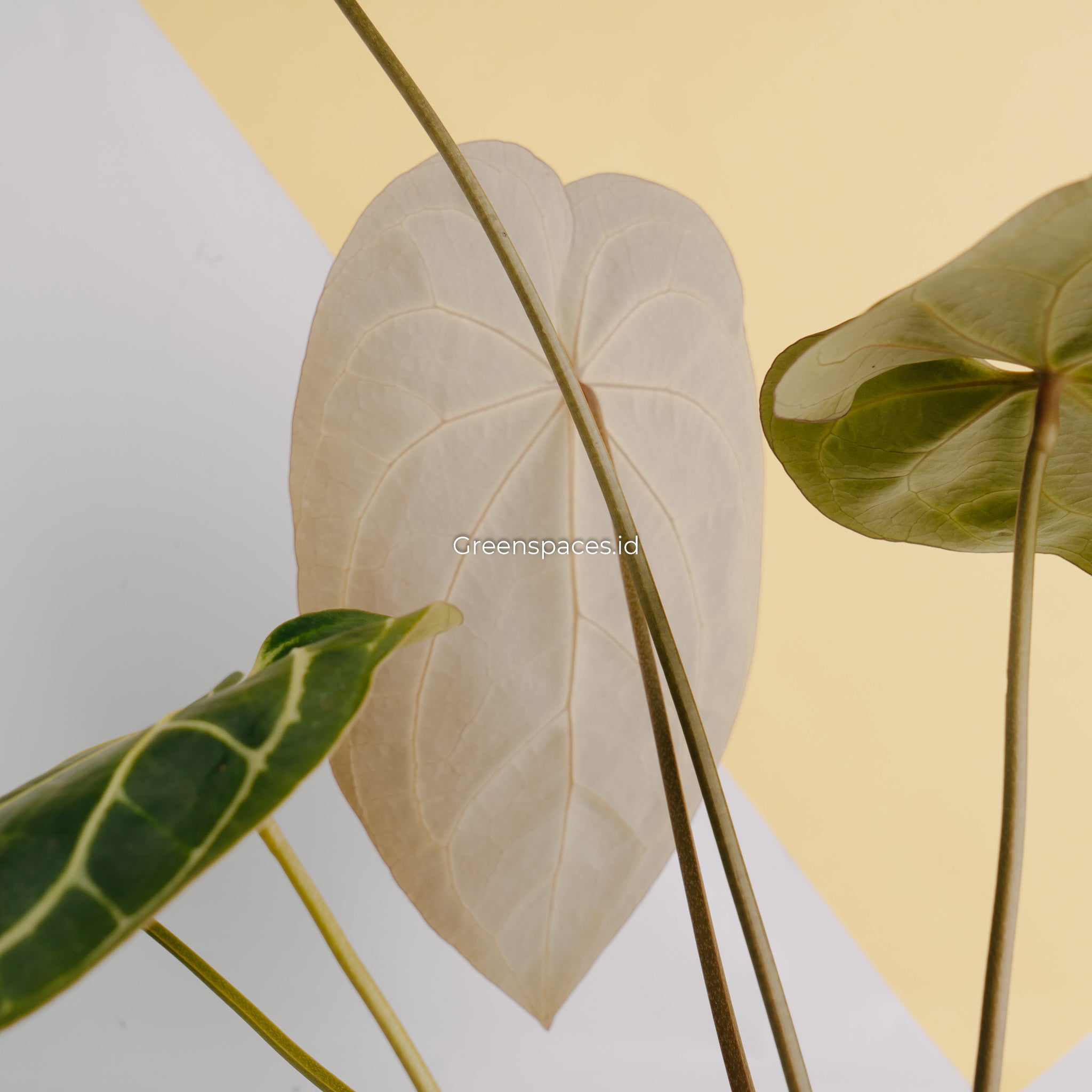 Anthurium Crystalinum Dark form