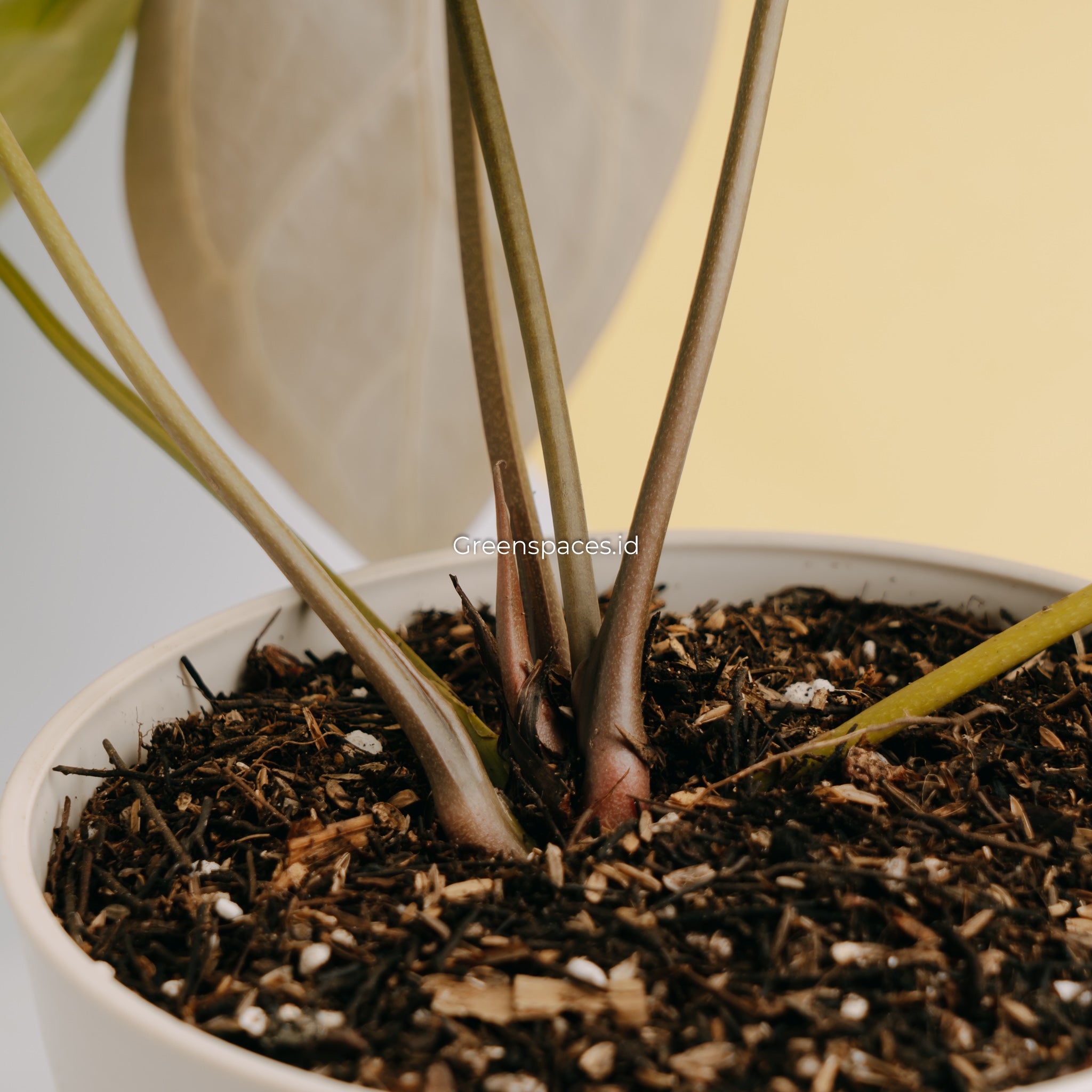 Anthurium Crystalinum Dark form