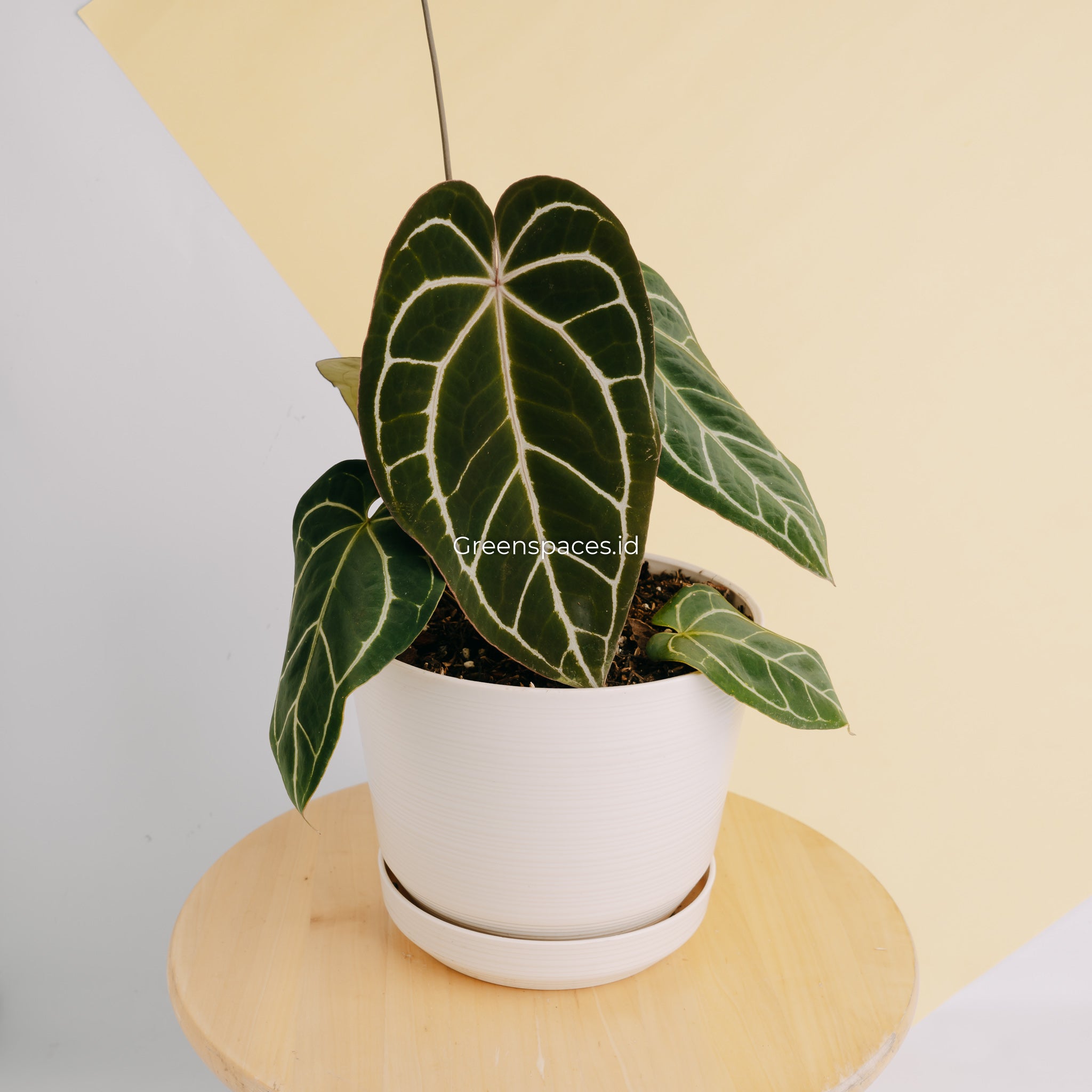 Anthurium Crystalinum X Papilaminum