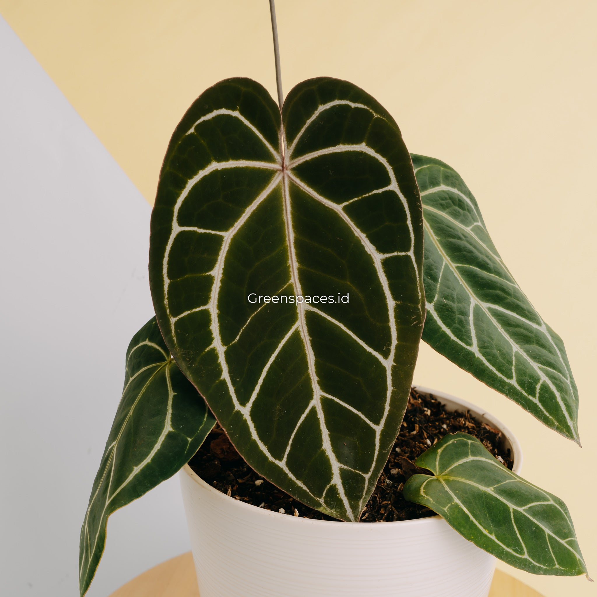 Anthurium Crystalinum X Papilaminum