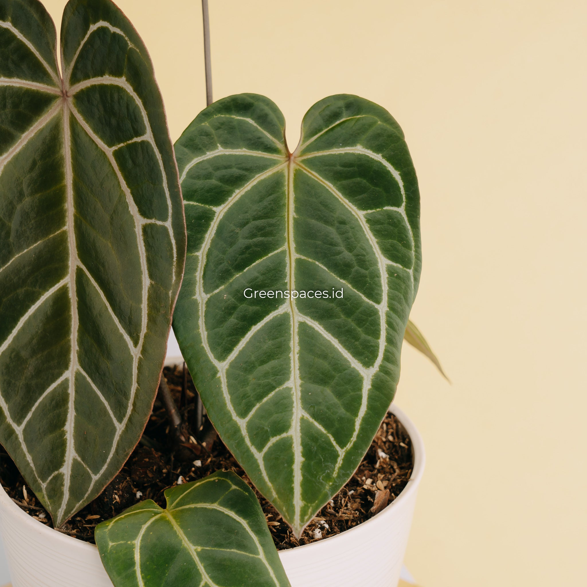 Anthurium Crystalinum X Papilaminum