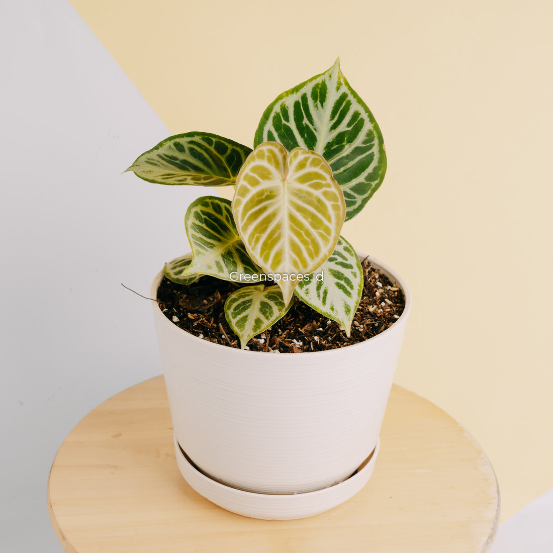 Anthurium Dorayaki Silver