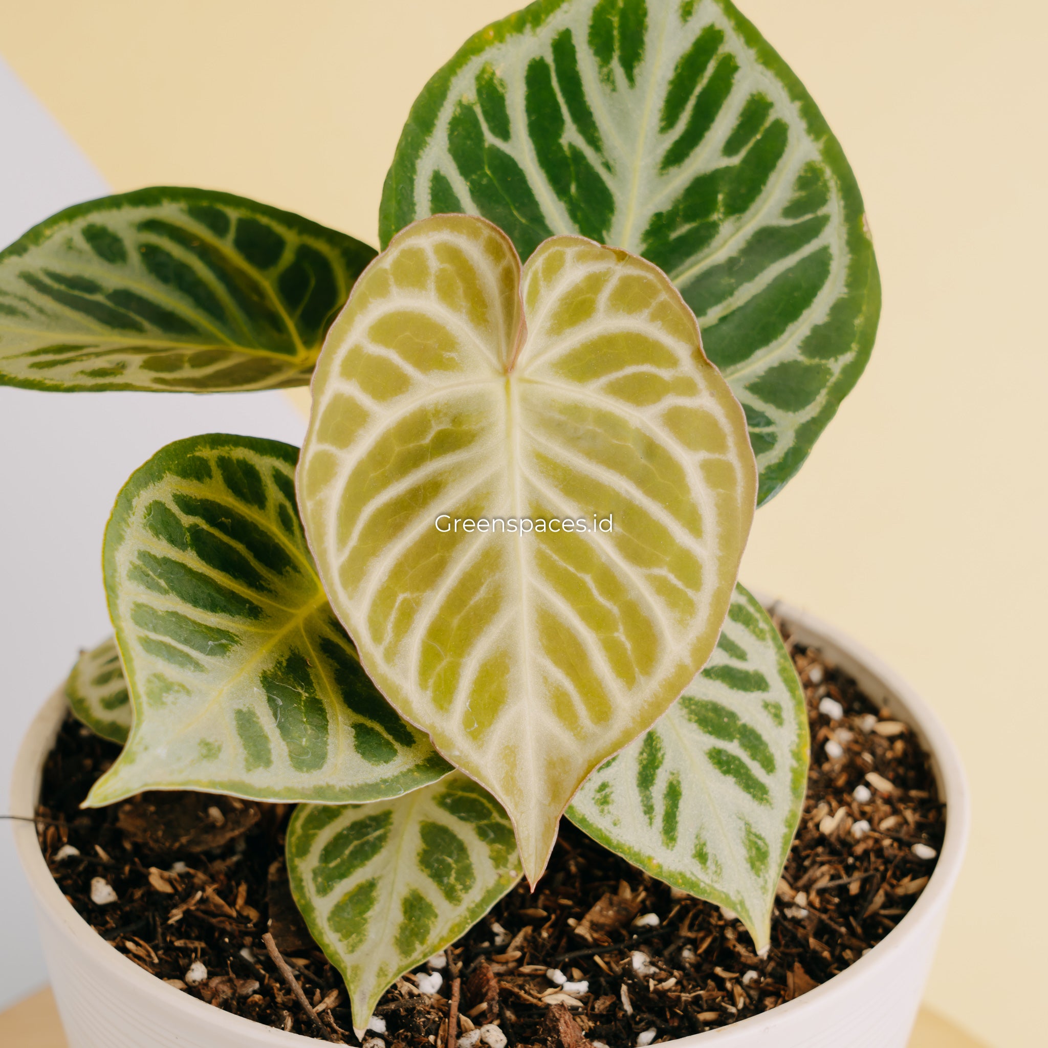 Anthurium Dorayaki Silver