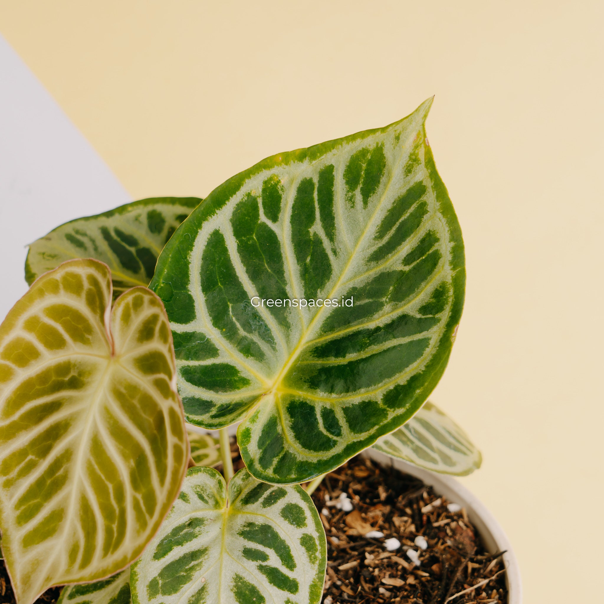 Anthurium Dorayaki Silver