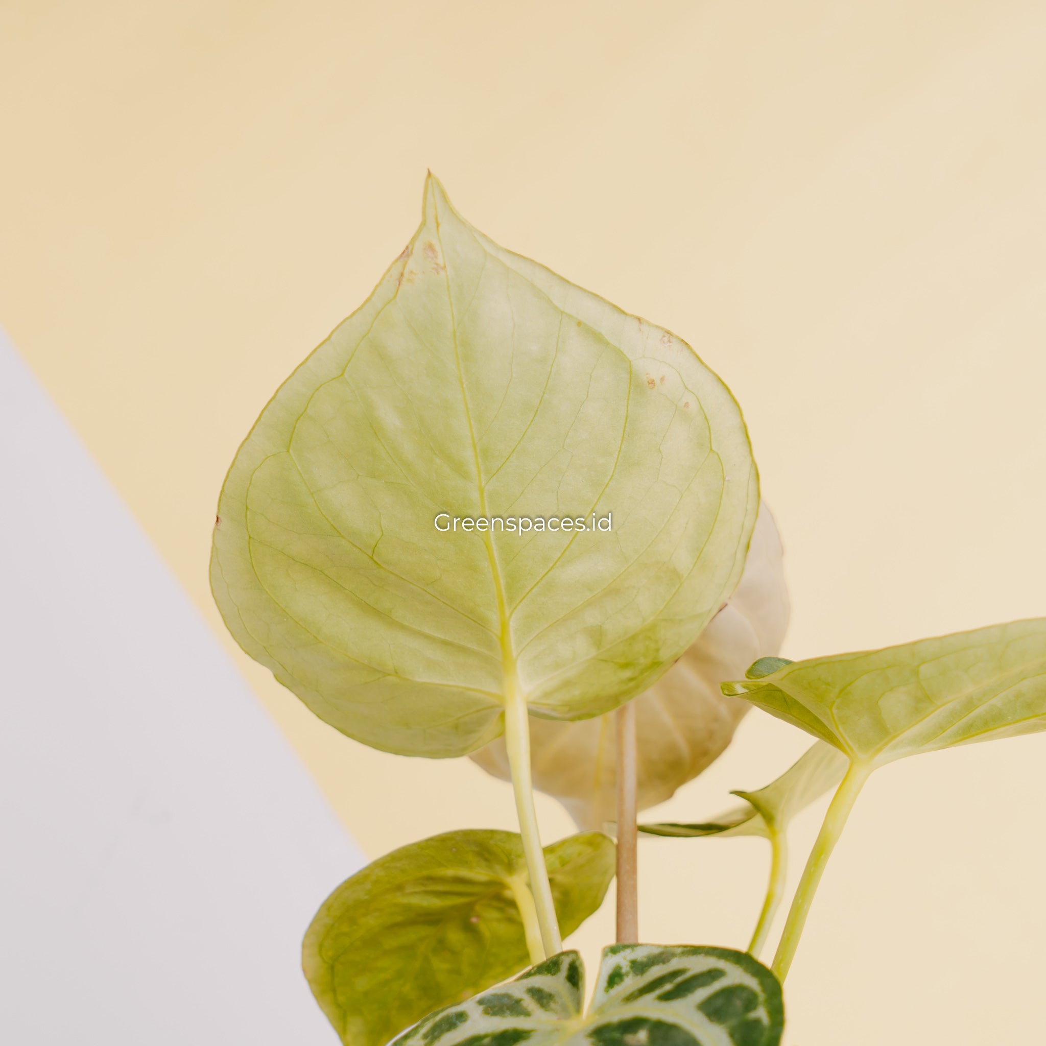 Anthurium Dorayaki Silver