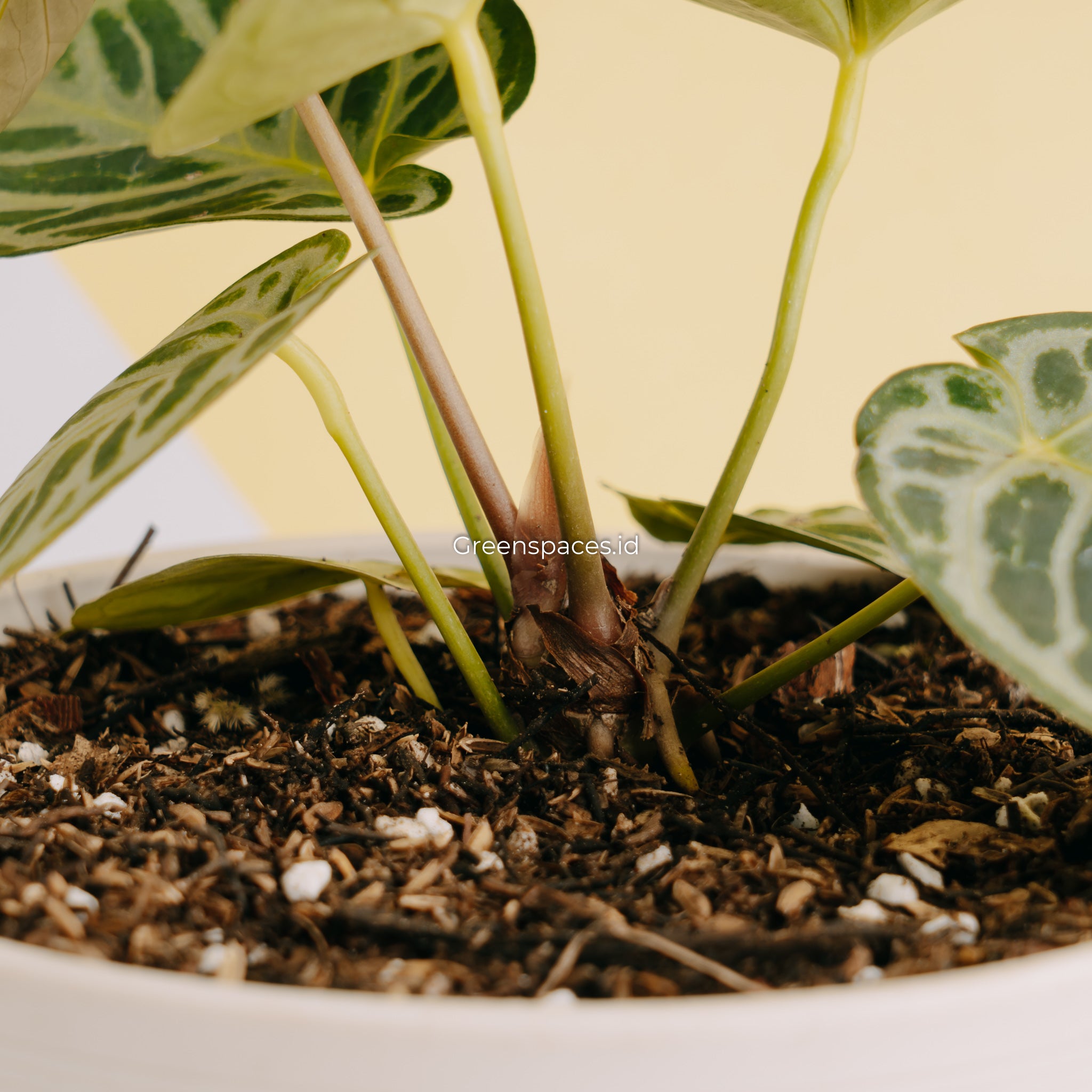 Anthurium Dorayaki Silver