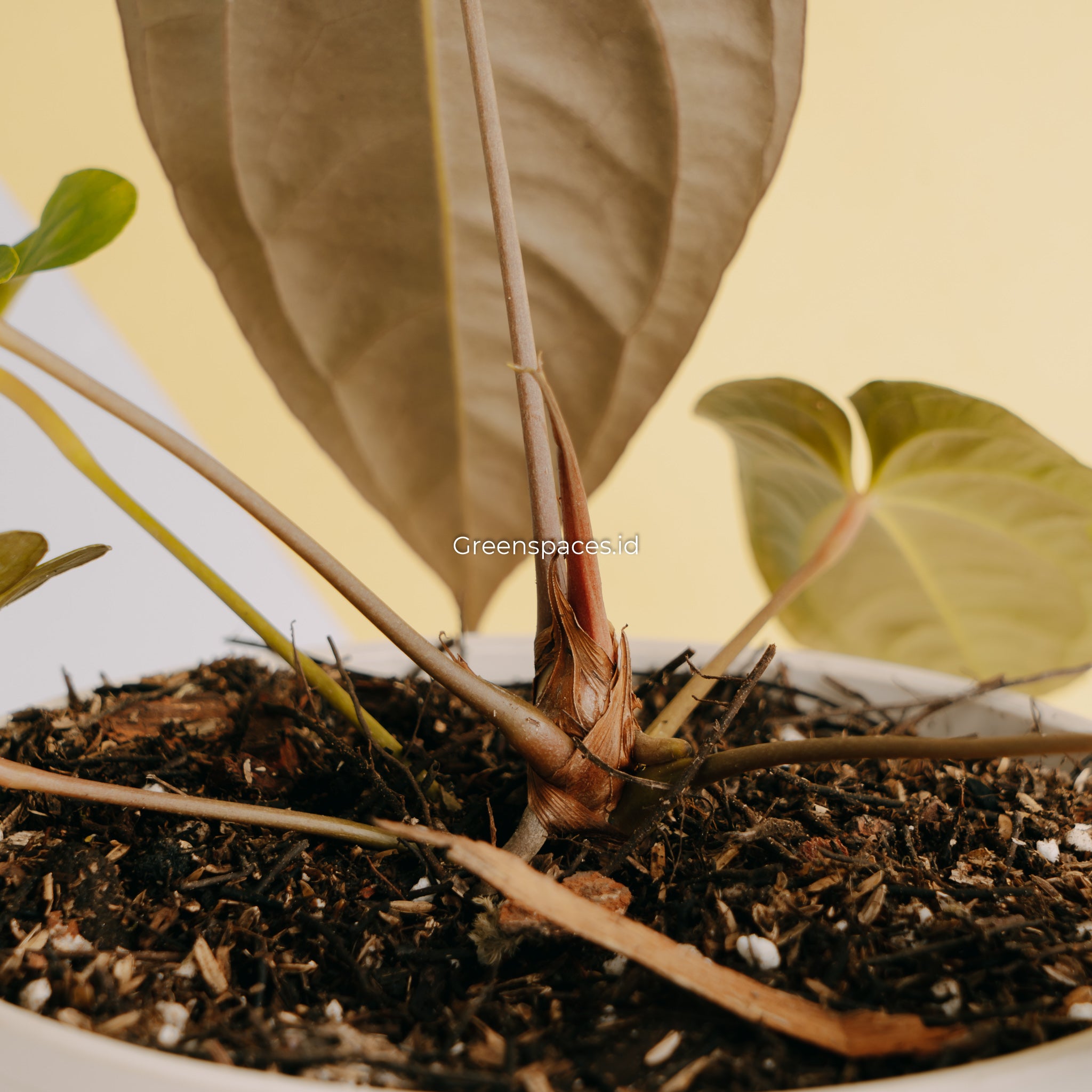 Anthurium Dark Phoenix X Night Queen