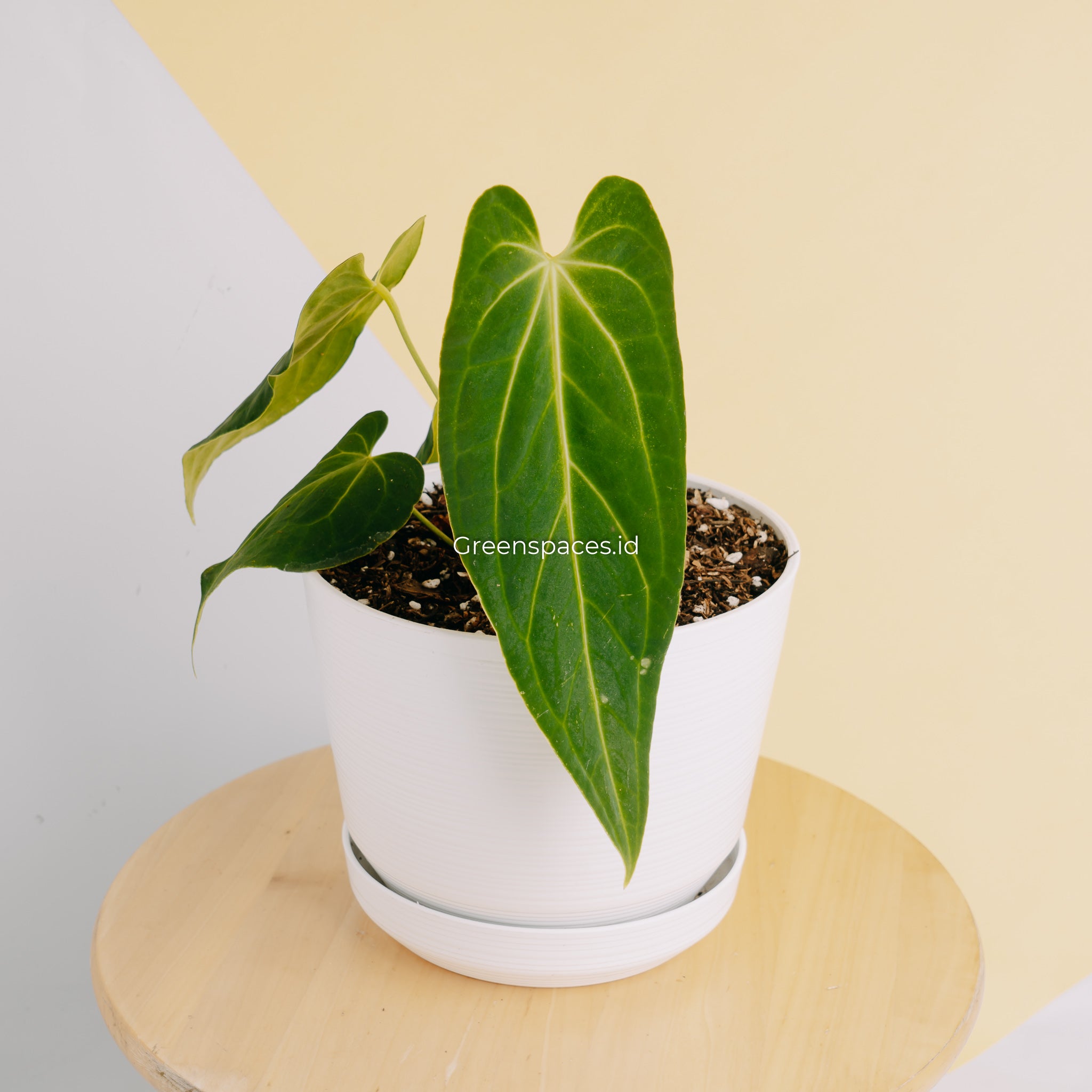 Anthurium Dark Mama Medium (Papillilaminum x Warocqueanum)