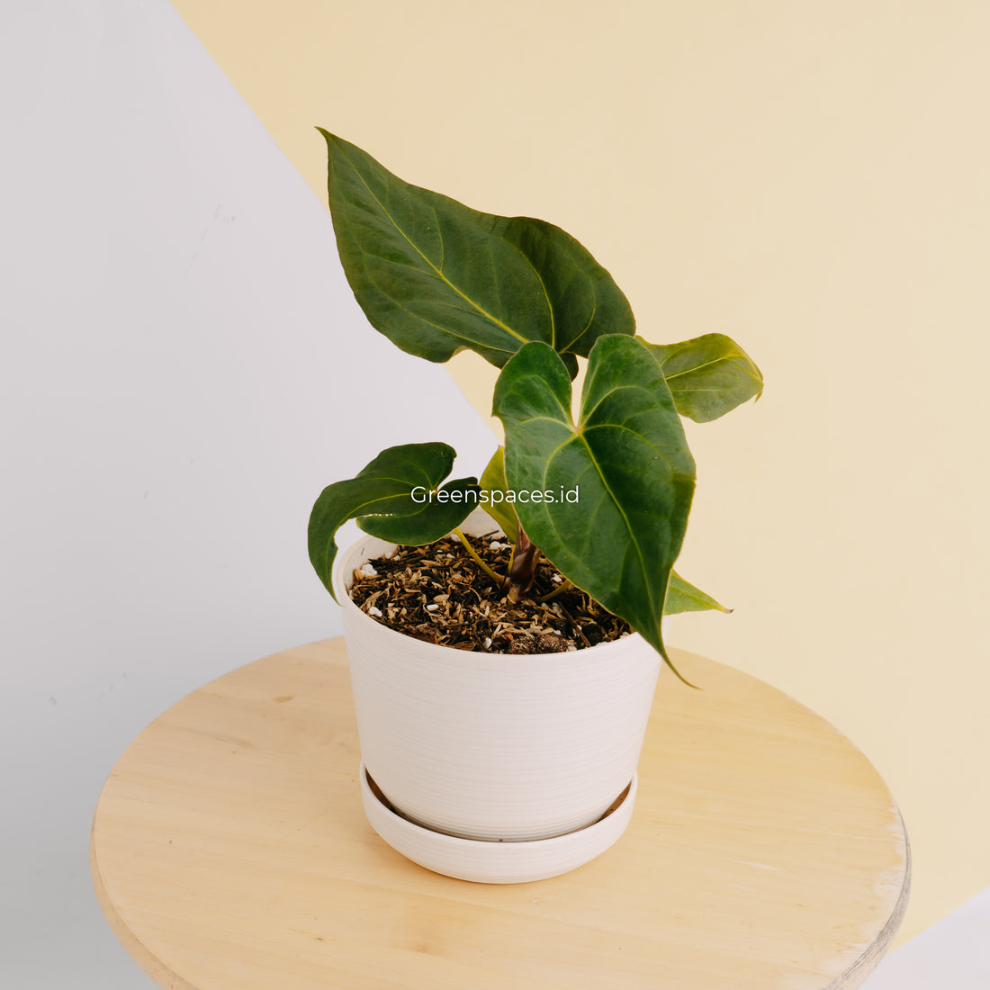 Anthurium Papillilaminum Narrow Form