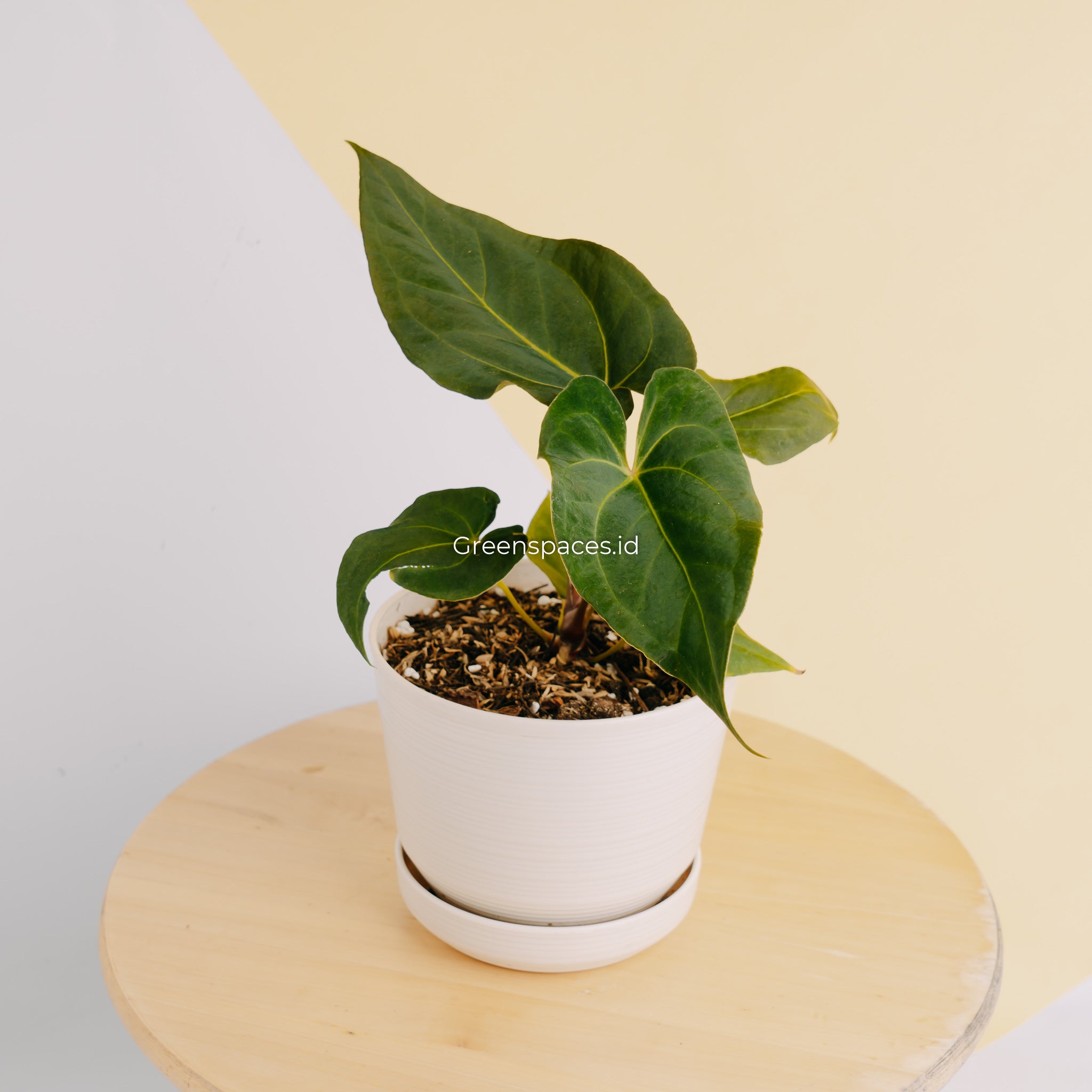 Anthurium Papillilaminum Narrow Form