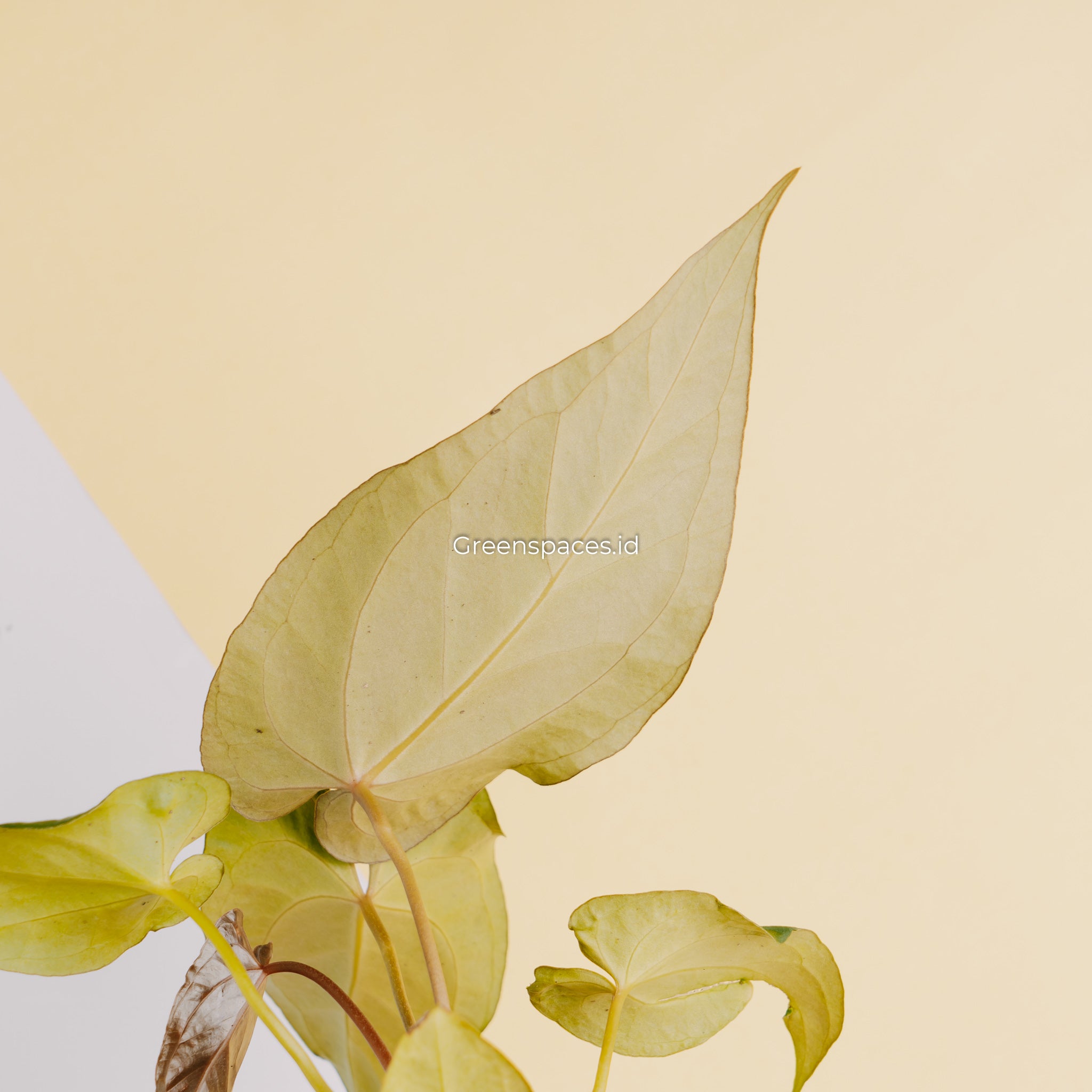 Anthurium Papillilaminum Narrow Form