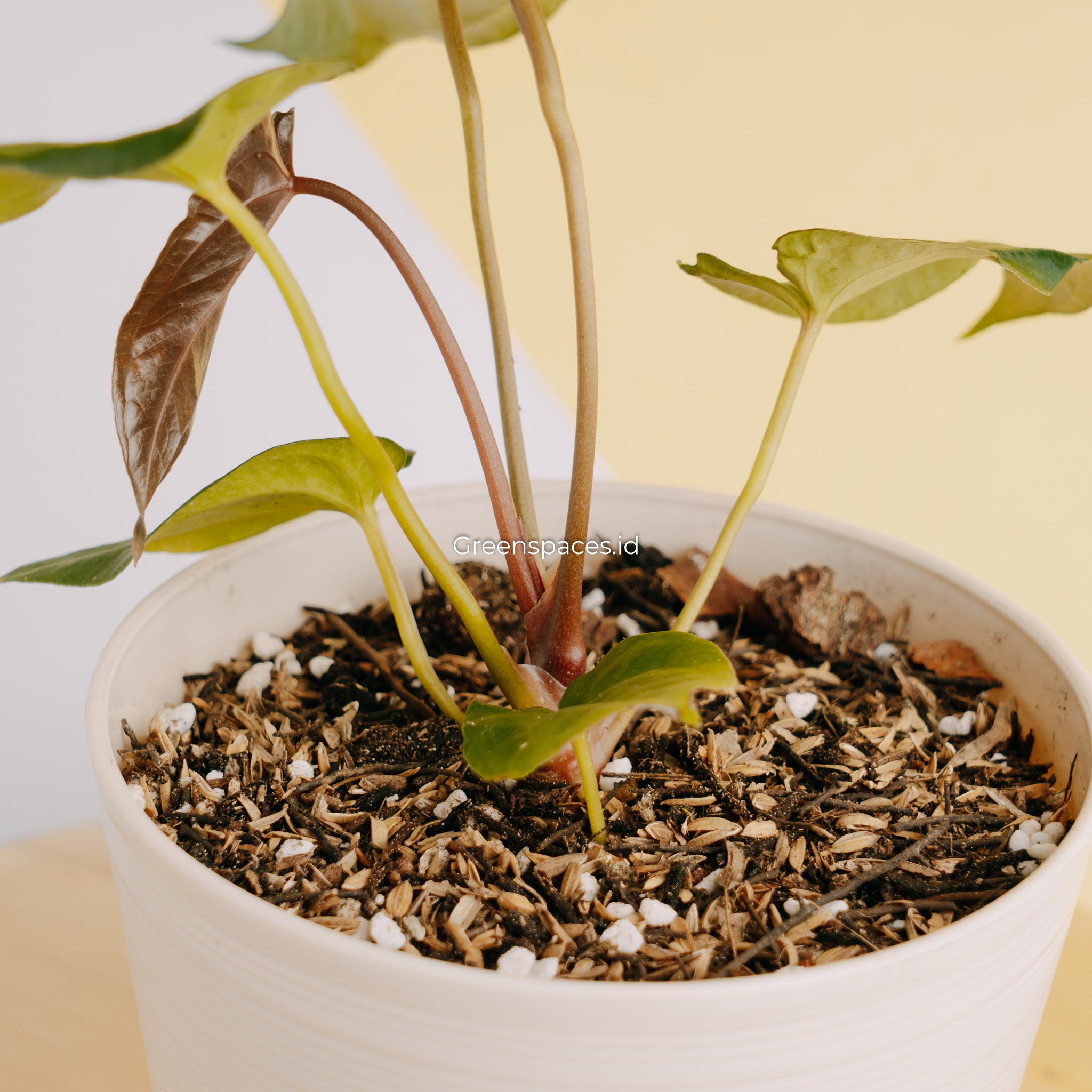 Anthurium Papillilaminum Narrow Form
