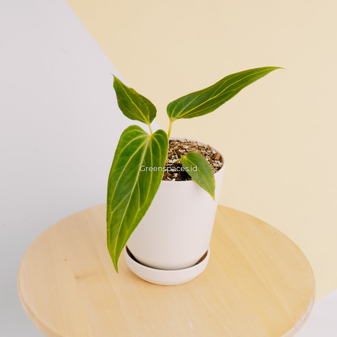 Anthurium HU x Warocqueanum