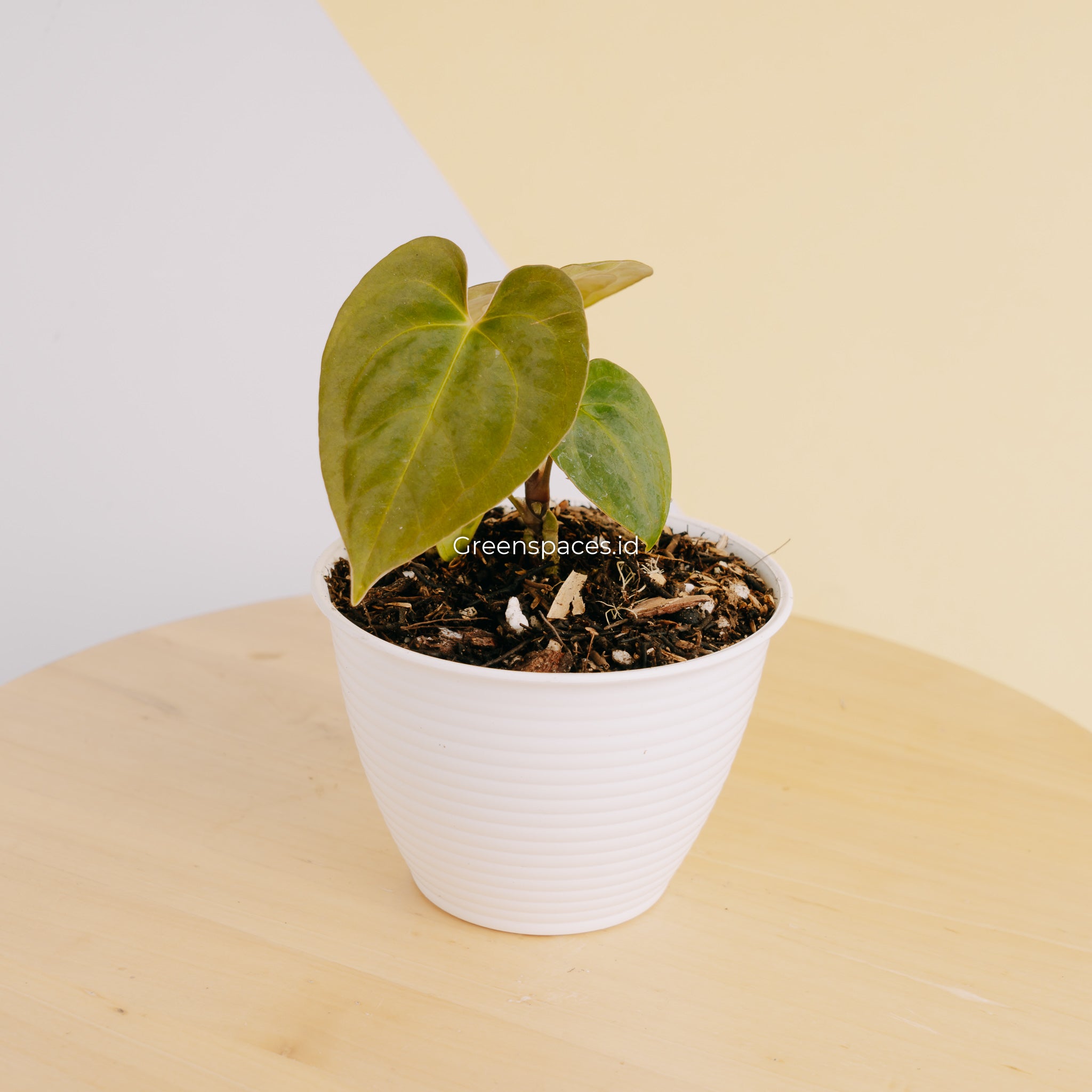Anthurium Hoffmanii Hybrid x Dark Phoenix