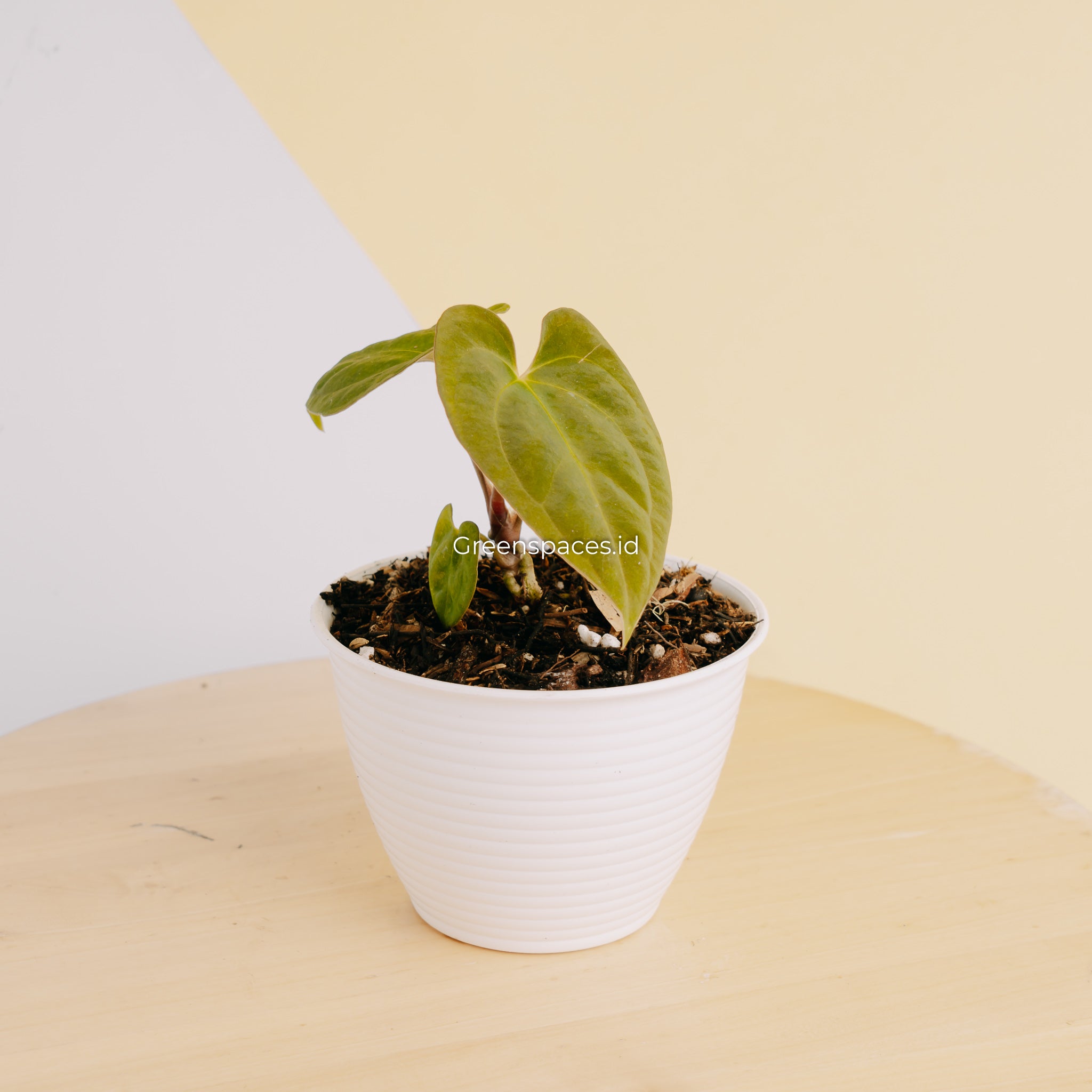 Anthurium Hoffmanii Hybrid x Dark Phoenix