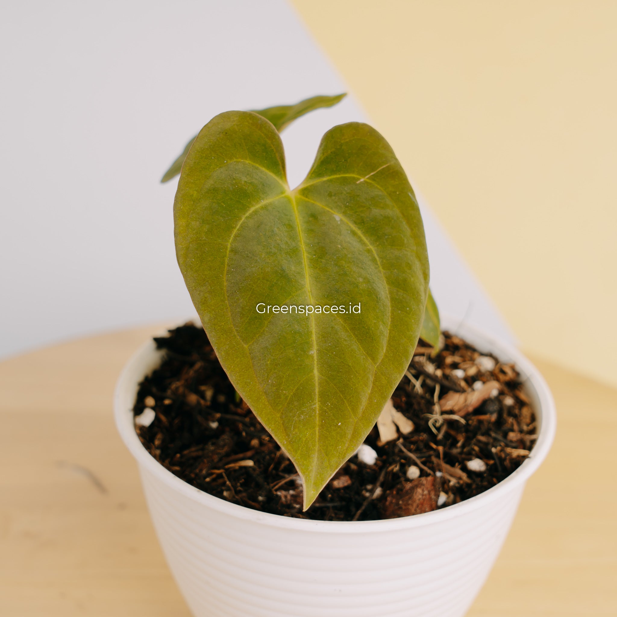 Anthurium Hoffmanii Hybrid x Dark Phoenix