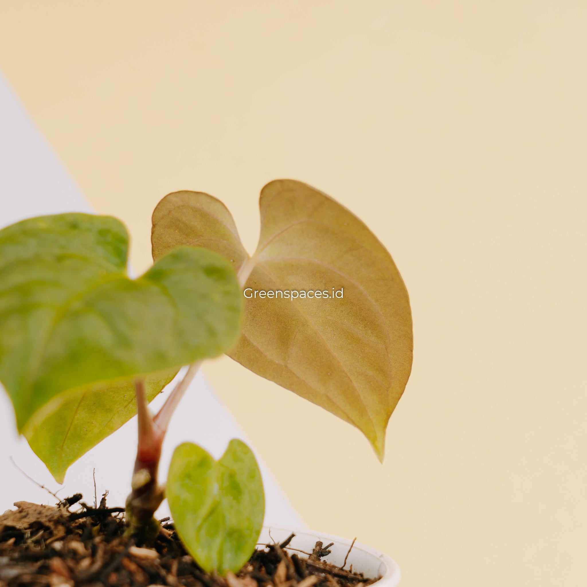 Anthurium Hoffmanii Hybrid x Dark Phoenix